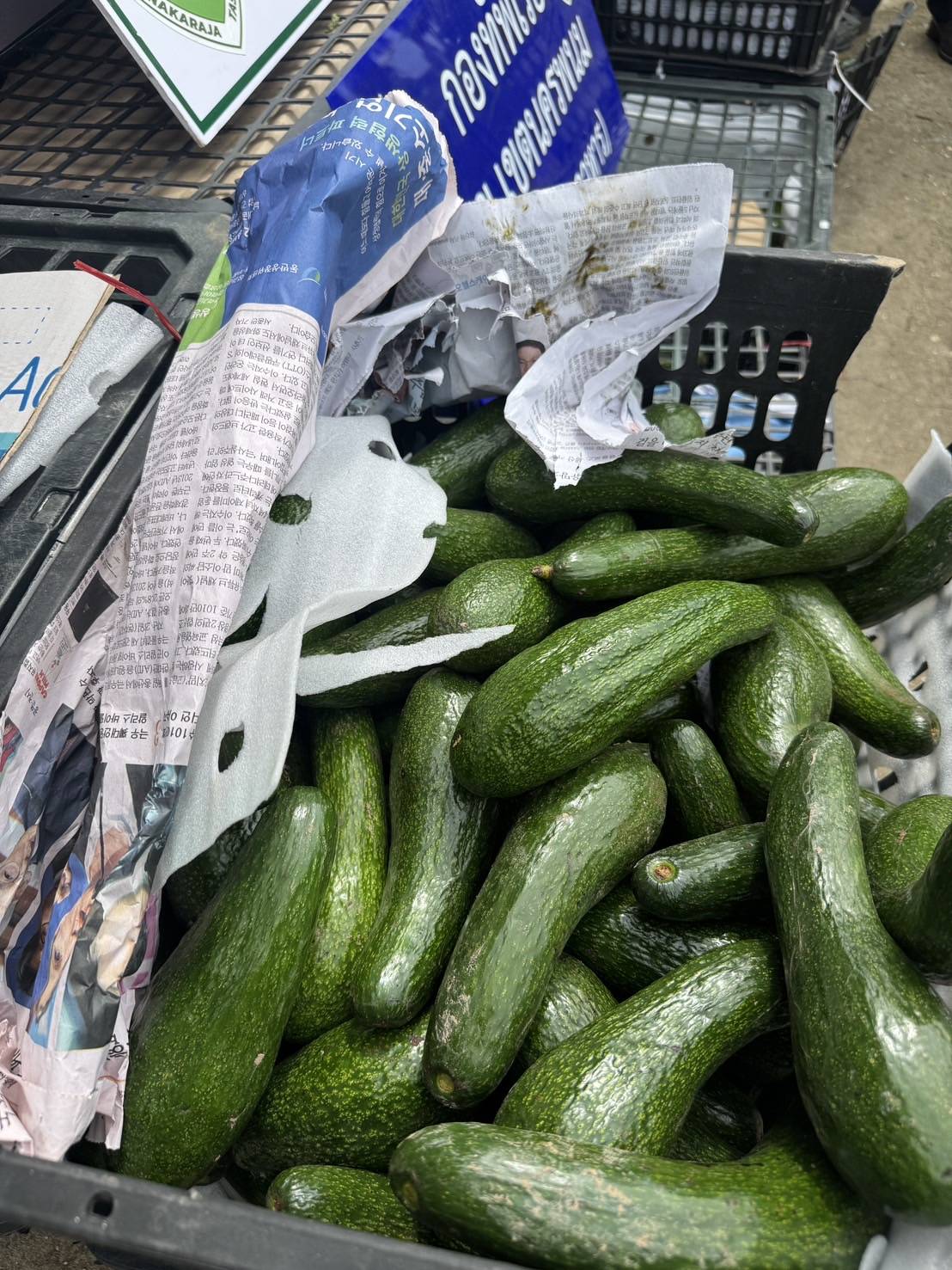 “ฉก.พญานาคราช” จับอะโวคาโดเถื่อนในจังหวัดมุกดาหาร 4 3466105