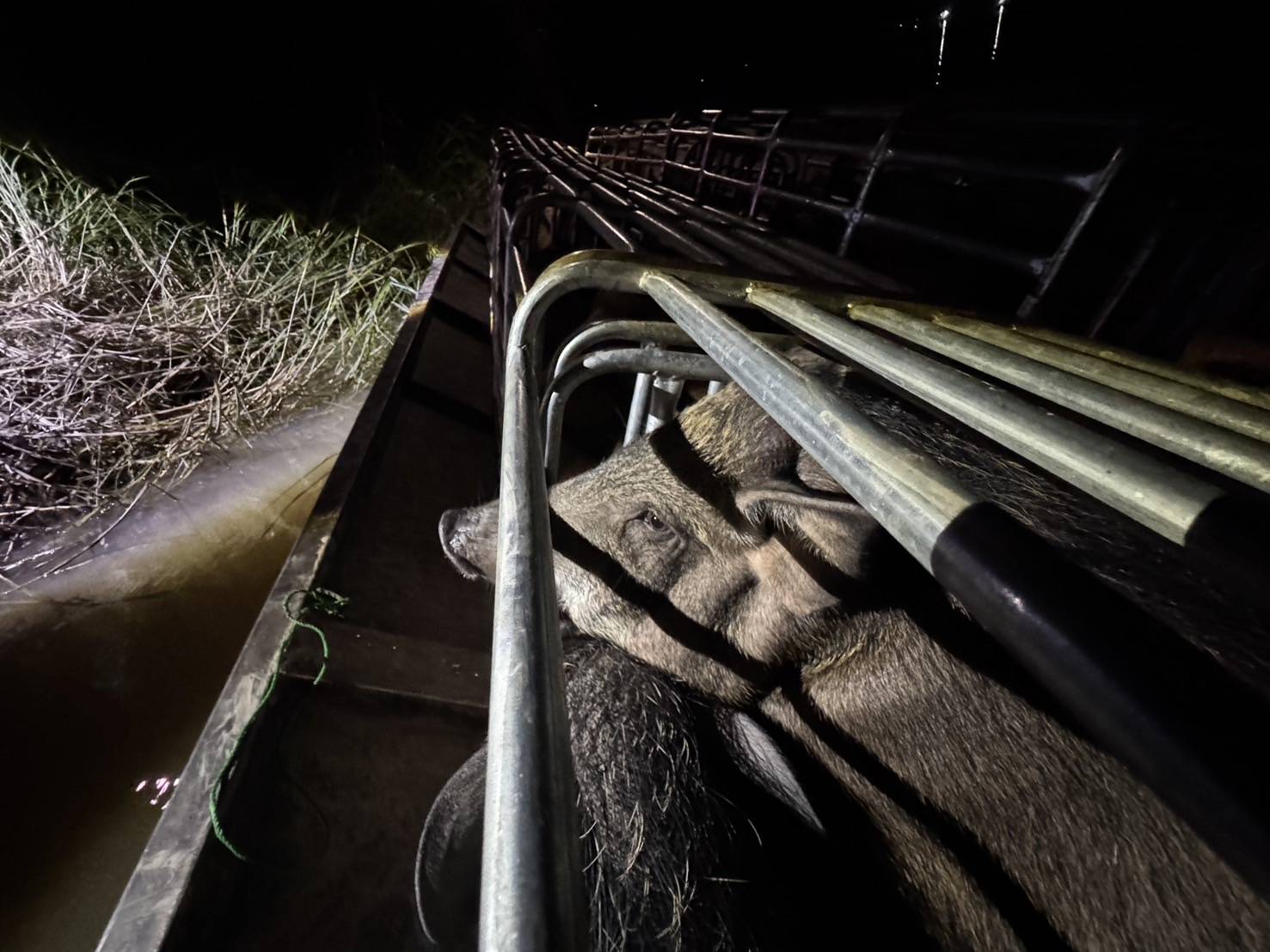 “ฉก.พญานาคราช” จับหมูและแพะเถื่อนในจังหวัดมุกดาหาร 3 3467198