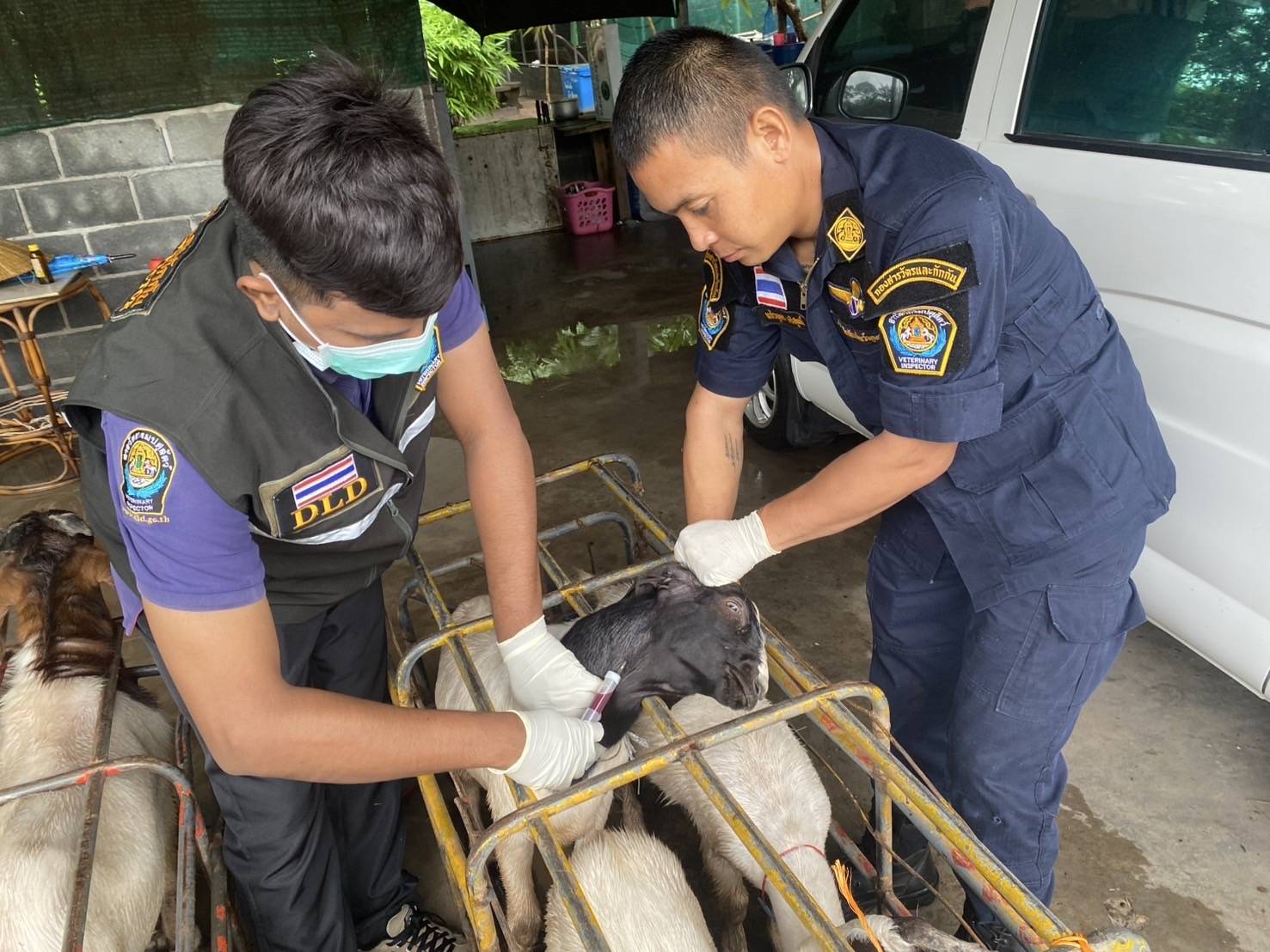 “ฉก.พญานาคราช” จับหมูและแพะเถื่อนในจังหวัดมุกดาหาร 6 3467201