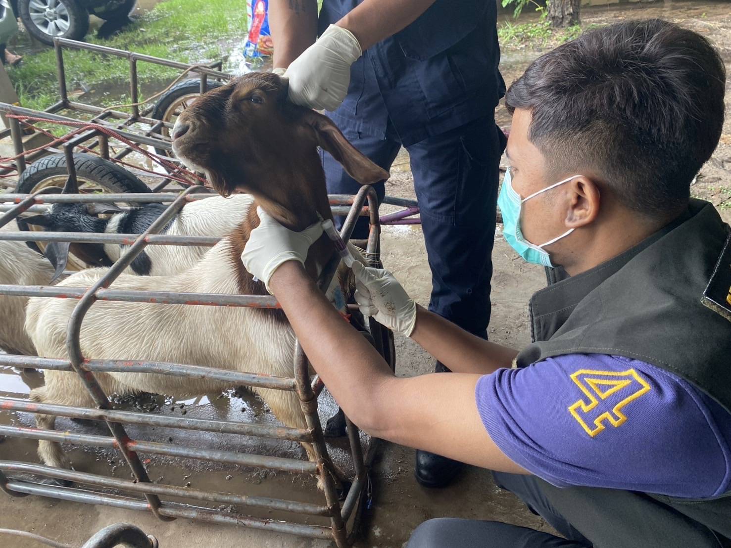 “ฉก.พญานาคราช” จับหมูและแพะเถื่อนในจังหวัดมุกดาหาร 7 3467202