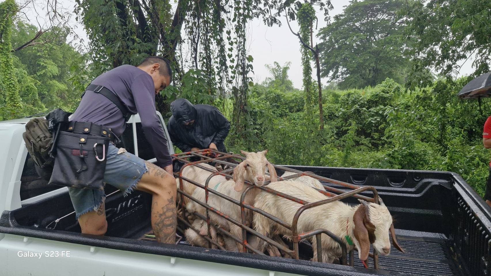 “ฉก.พญานาคราช” จับหมูและแพะเถื่อนในจังหวัดมุกดาหาร 8 3467203