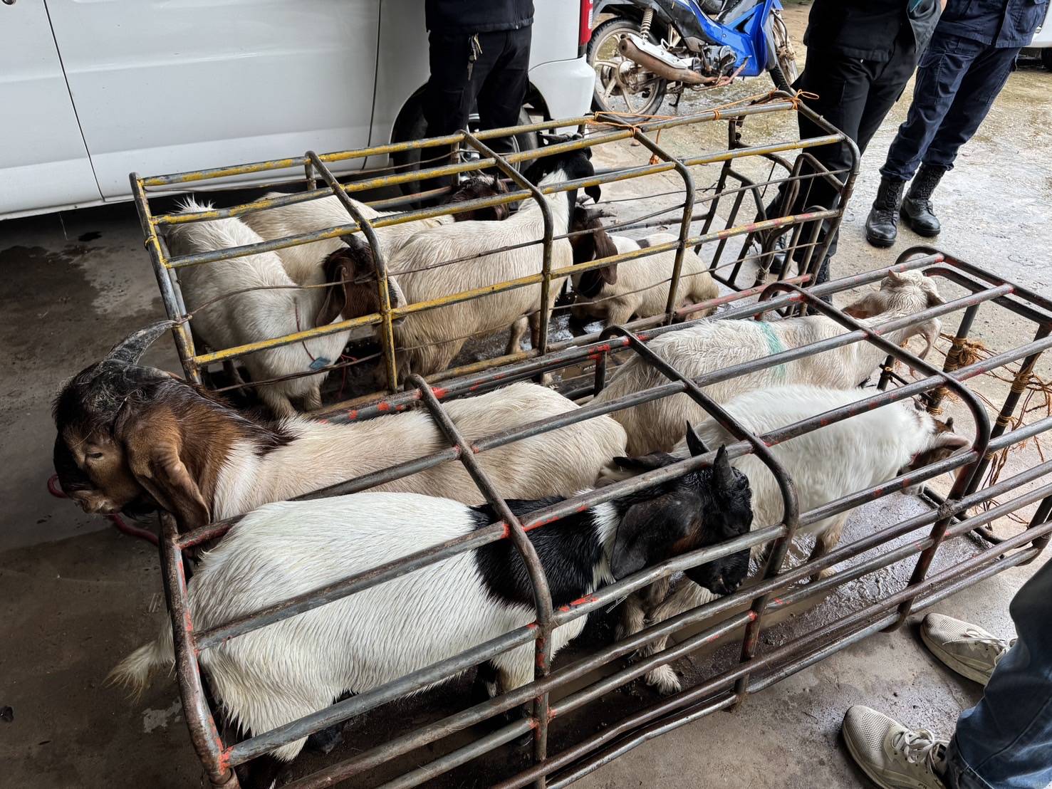 “ฉก.พญานาคราช” จับหมูและแพะเถื่อนในจังหวัดมุกดาหาร 9 3467204