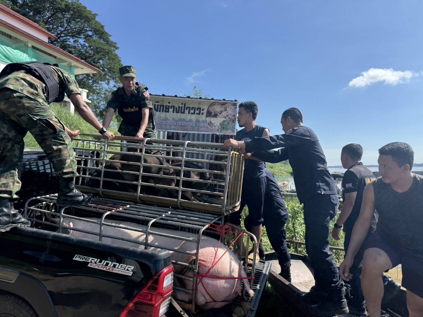 “ฉก.พญานาคราช” จับหมูเถื่อนในจังหวัดมุกดาหาร 4 3473379