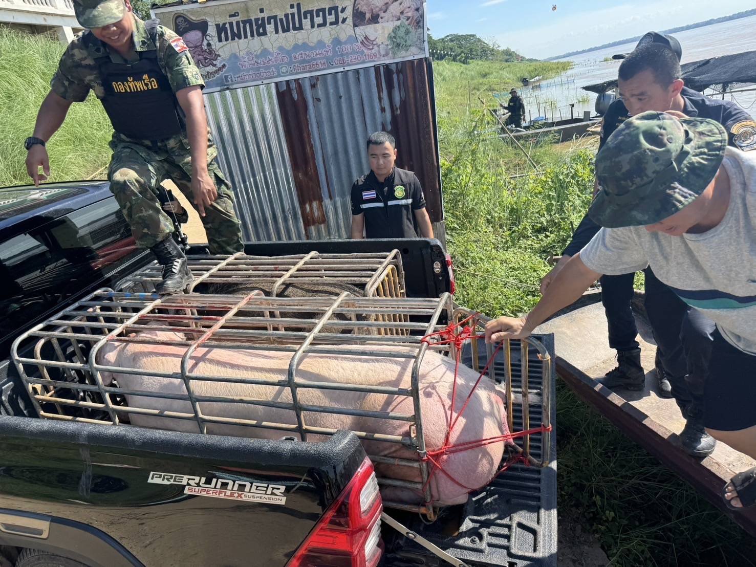 “ฉก.พญานาคราช” จับหมูเถื่อนในจังหวัดมุกดาหาร 6 3473873