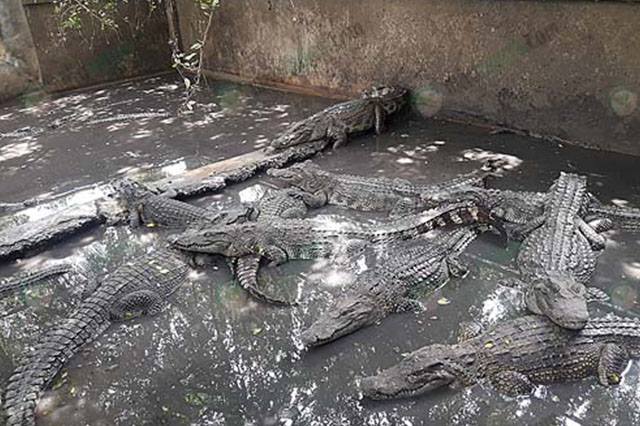 36333284 1470916876388142 8300421648419389440 n 1