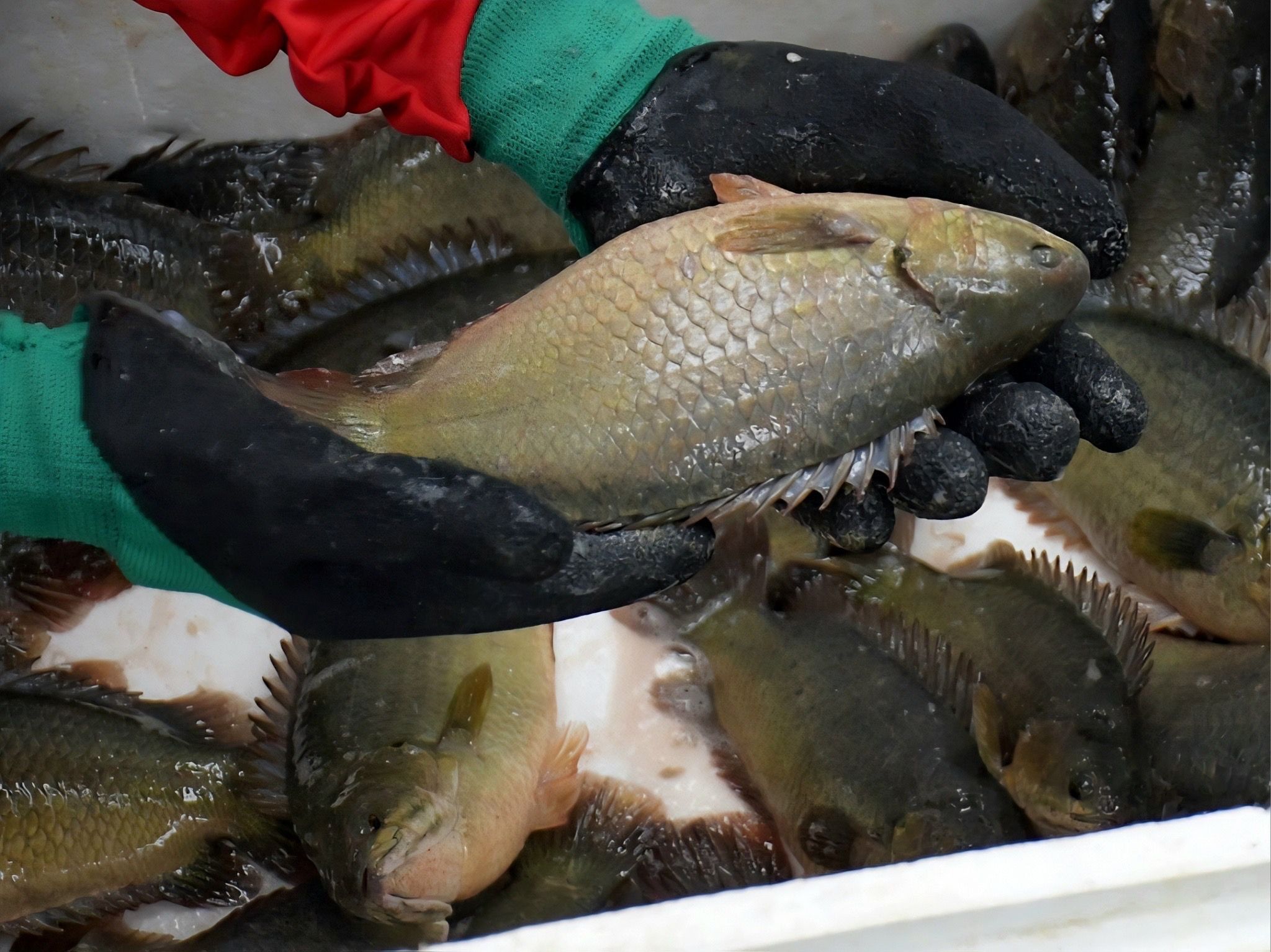 กรมประมง โชว์ผลงานพัฒนาสายพันธุ์สัตว์น้ำเศรษฐกิจปรับโฉม “ปลาหมอชุมพร 1” ให้รูปร่าง แบน หนา ดูมีขนาดใหญ่ตอบโจทย์เทรนด์ตลาดยุคใหม่ เกษตรกรเลี้ยงเชิงพาณิชย์ได้คุ้มค่า ราคาดี 6 449556