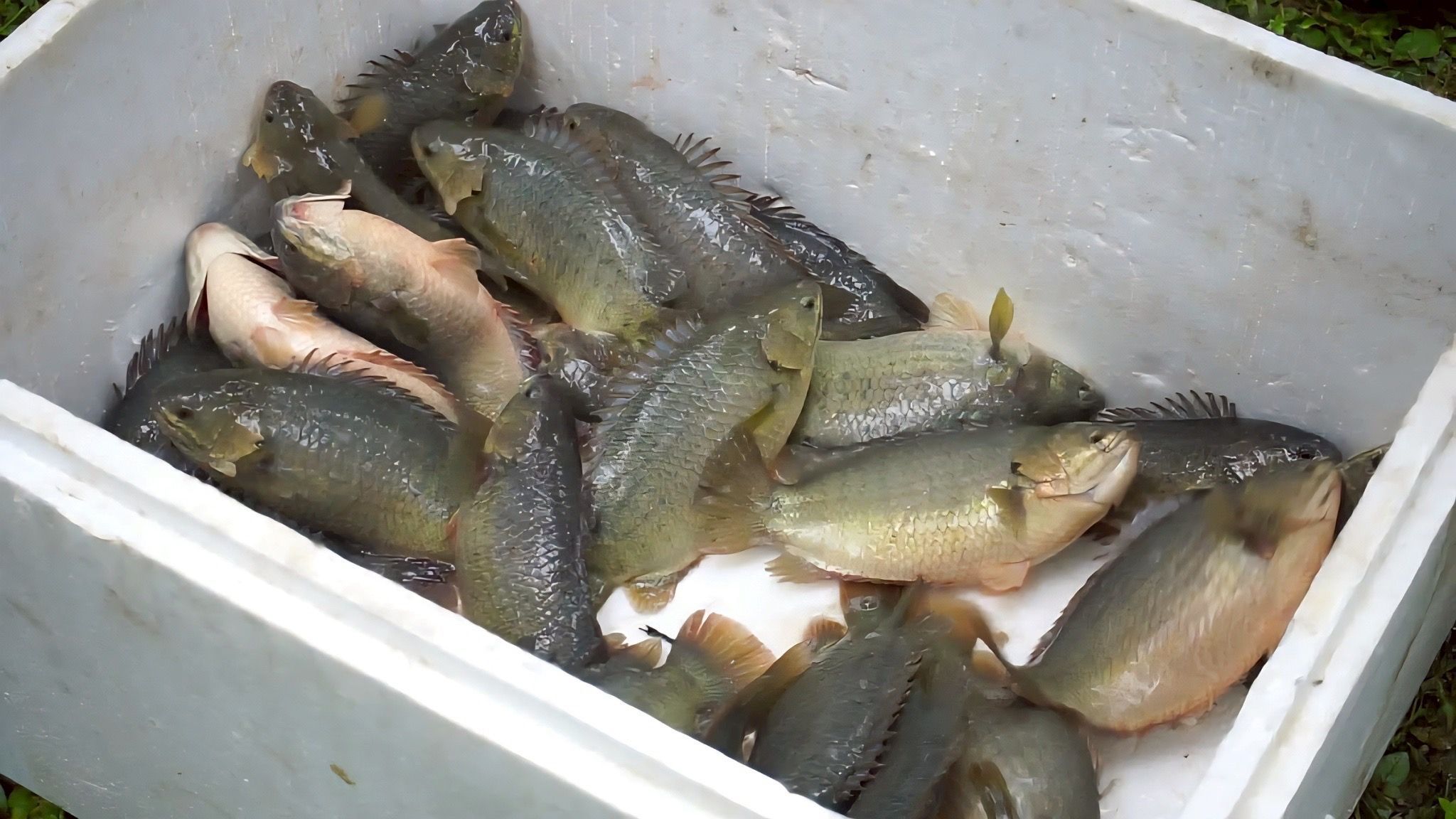 กรมประมง โชว์ผลงานพัฒนาสายพันธุ์สัตว์น้ำเศรษฐกิจปรับโฉม “ปลาหมอชุมพร 1” ให้รูปร่าง แบน หนา ดูมีขนาดใหญ่ตอบโจทย์เทรนด์ตลาดยุคใหม่ เกษตรกรเลี้ยงเชิงพาณิชย์ได้คุ้มค่า ราคาดี 7 449557