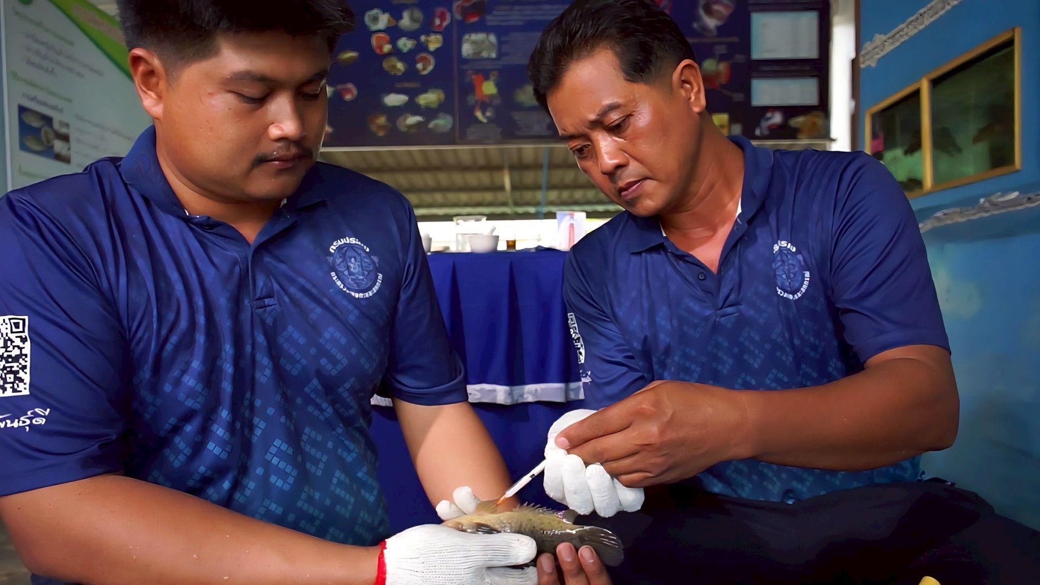 กรมประมง โชว์ผลงานพัฒนาสายพันธุ์สัตว์น้ำเศรษฐกิจปรับโฉม “ปลาหมอชุมพร 1” ให้รูปร่าง แบน หนา ดูมีขนาดใหญ่ตอบโจทย์เทรนด์ตลาดยุคใหม่ เกษตรกรเลี้ยงเชิงพาณิชย์ได้คุ้มค่า ราคาดี 8 449558