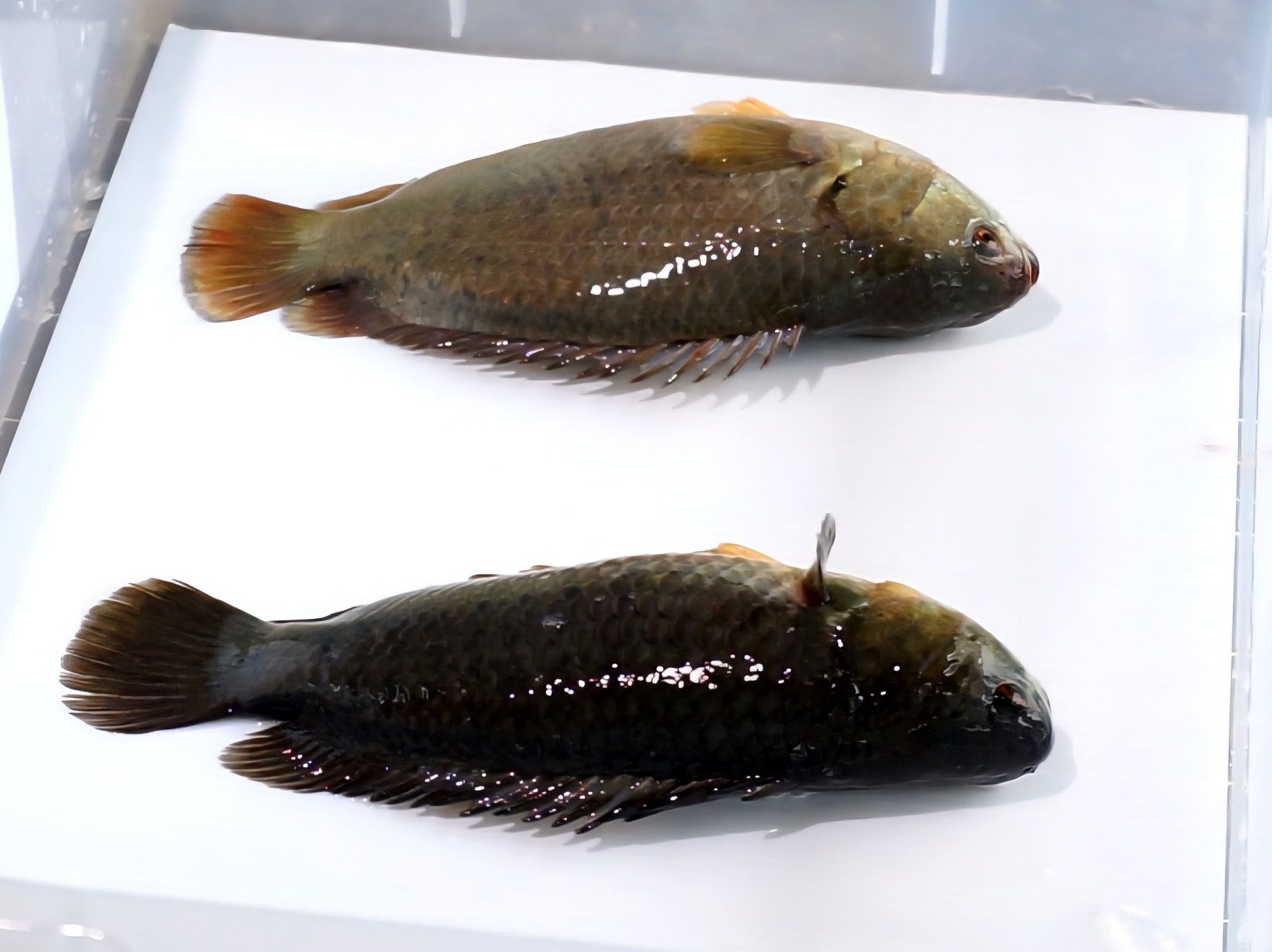 กรมประมง โชว์ผลงานพัฒนาสายพันธุ์สัตว์น้ำเศรษฐกิจปรับโฉม “ปลาหมอชุมพร 1” ให้รูปร่าง แบน หนา ดูมีขนาดใหญ่ตอบโจทย์เทรนด์ตลาดยุคใหม่ เกษตรกรเลี้ยงเชิงพาณิชย์ได้คุ้มค่า ราคาดี 9 449559