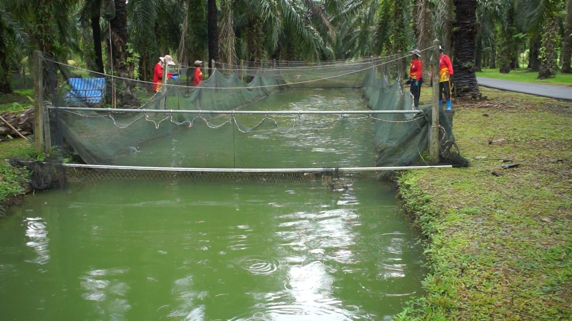 กรมประมง โชว์ผลงานพัฒนาสายพันธุ์สัตว์น้ำเศรษฐกิจปรับโฉม “ปลาหมอชุมพร 1” ให้รูปร่าง แบน หนา ดูมีขนาดใหญ่ตอบโจทย์เทรนด์ตลาดยุคใหม่ เกษตรกรเลี้ยงเชิงพาณิชย์ได้คุ้มค่า ราคาดี 11 449560