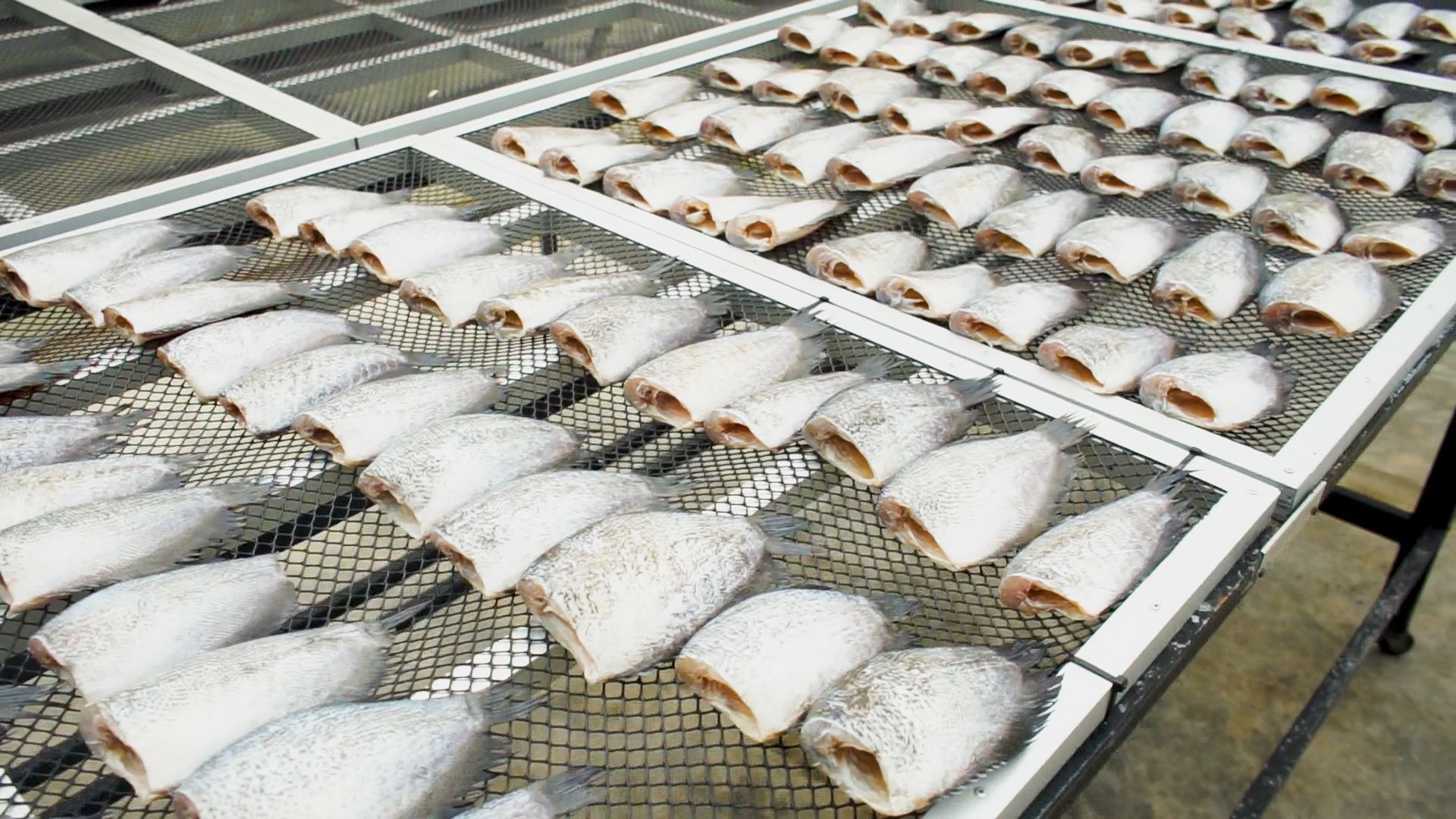 กรมประมง หนุน “เกษตรกรสร้างรายได้เสริมจากการแปรรูปสัตว์น้ำ” ยกระดับการประกอบอาชีพให้มีความมั่นคงอย่างยั่งยืน 8 459868