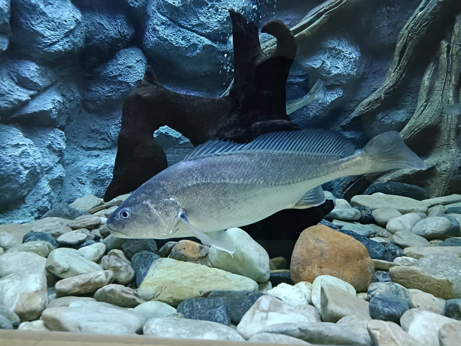 กรมประมงดัน ปลาม้า ราชาปลาแห่ง จ.สุพรรณบุรีสินค้าเกษตรอัตลักษณ์พื้นถิ่น สู่สัตว์น้ำเศรษฐกิจทางเลือกใหม่เร่งเสริมศักยภาพการแข่งขันให้เกษตรกร เล็งขยายผลเพิ่มการเพาะเลี้ยงเชิงพาณิชย์ 6 472404