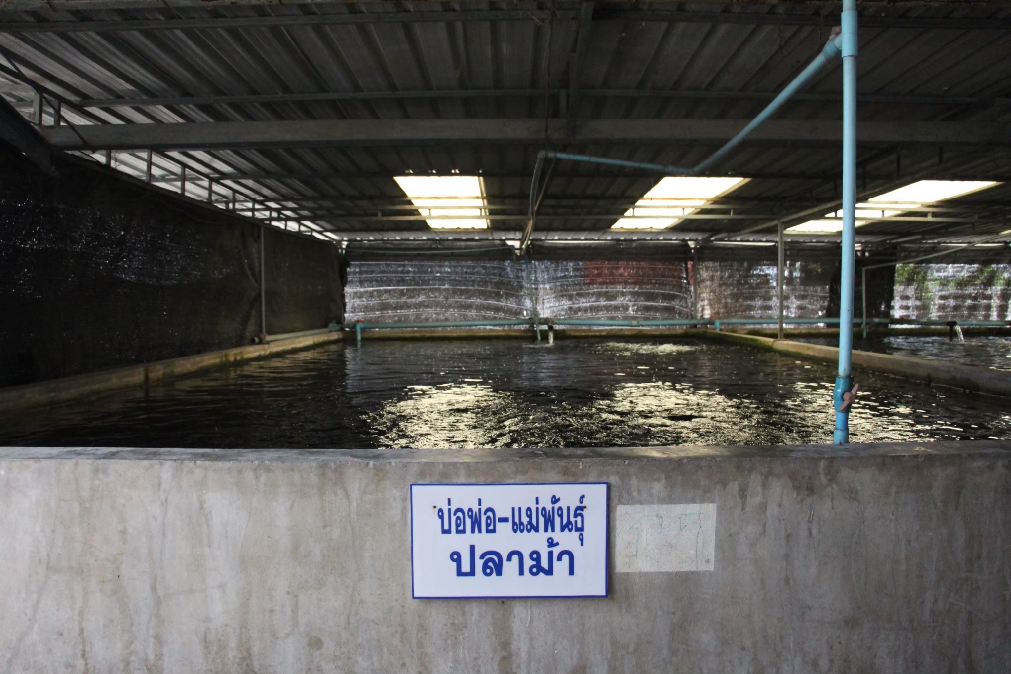 กรมประมงดัน ปลาม้า ราชาปลาแห่ง จ.สุพรรณบุรีสินค้าเกษตรอัตลักษณ์พื้นถิ่น สู่สัตว์น้ำเศรษฐกิจทางเลือกใหม่เร่งเสริมศักยภาพการแข่งขันให้เกษตรกร เล็งขยายผลเพิ่มการเพาะเลี้ยงเชิงพาณิชย์ 7 472405