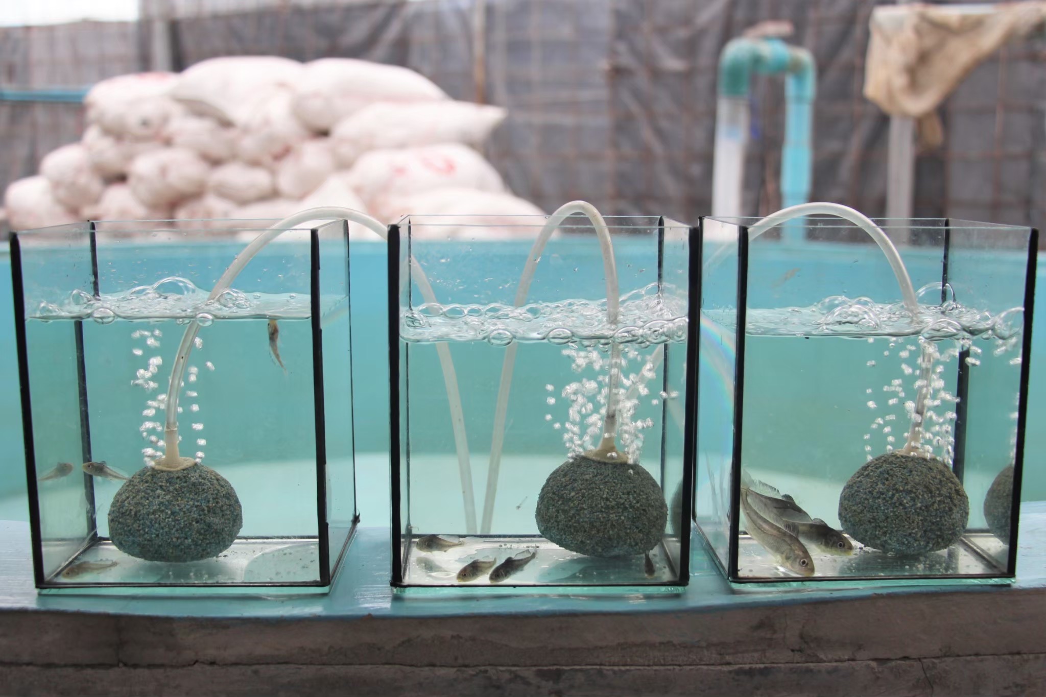 กรมประมงดัน ปลาม้า ราชาปลาแห่ง จ.สุพรรณบุรีสินค้าเกษตรอัตลักษณ์พื้นถิ่น สู่สัตว์น้ำเศรษฐกิจทางเลือกใหม่เร่งเสริมศักยภาพการแข่งขันให้เกษตรกร เล็งขยายผลเพิ่มการเพาะเลี้ยงเชิงพาณิชย์ 8 472406