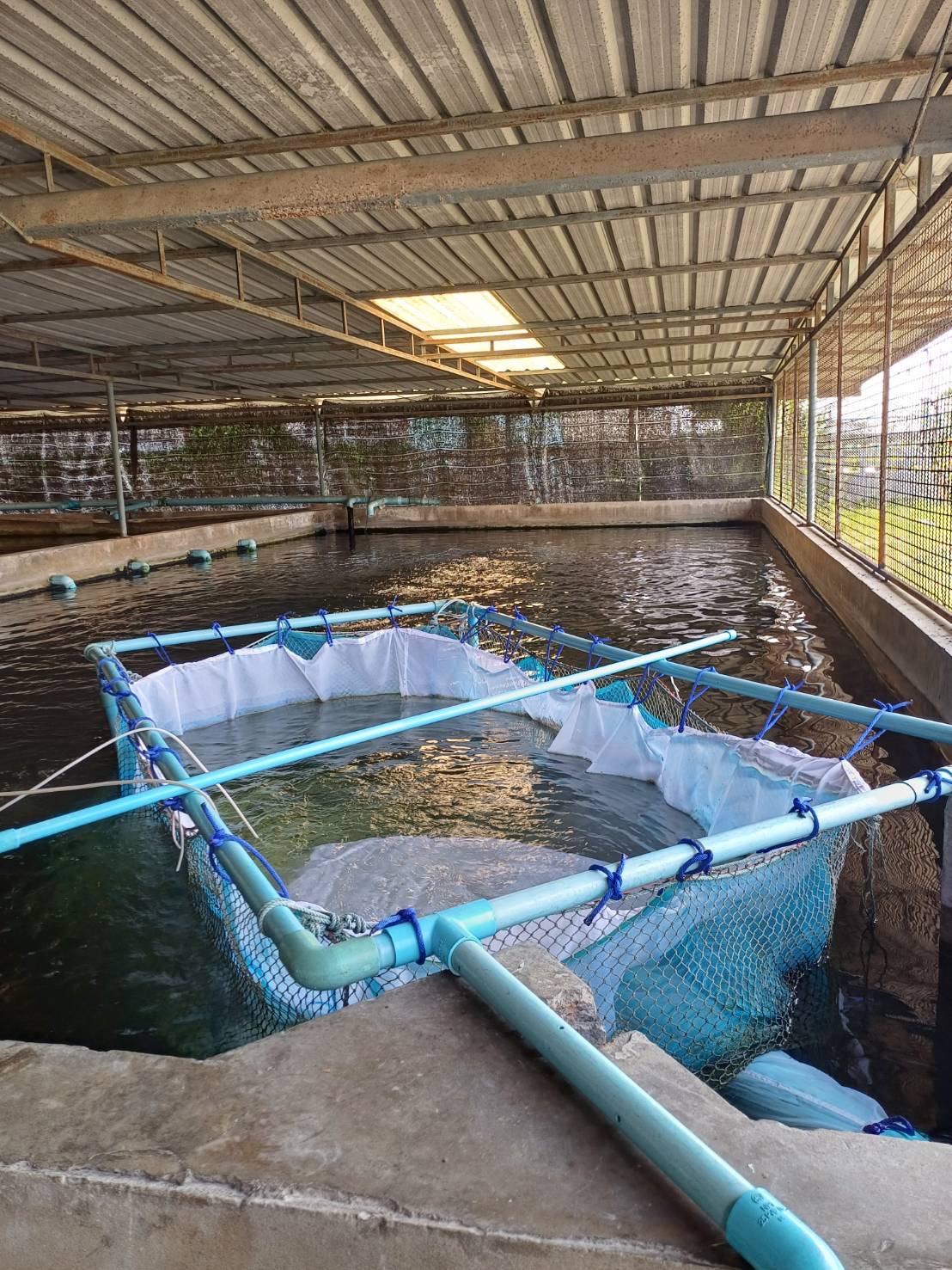 กรมประมงดัน ปลาม้า ราชาปลาแห่ง จ.สุพรรณบุรีสินค้าเกษตรอัตลักษณ์พื้นถิ่น สู่สัตว์น้ำเศรษฐกิจทางเลือกใหม่เร่งเสริมศักยภาพการแข่งขันให้เกษตรกร เล็งขยายผลเพิ่มการเพาะเลี้ยงเชิงพาณิชย์ 9 472407