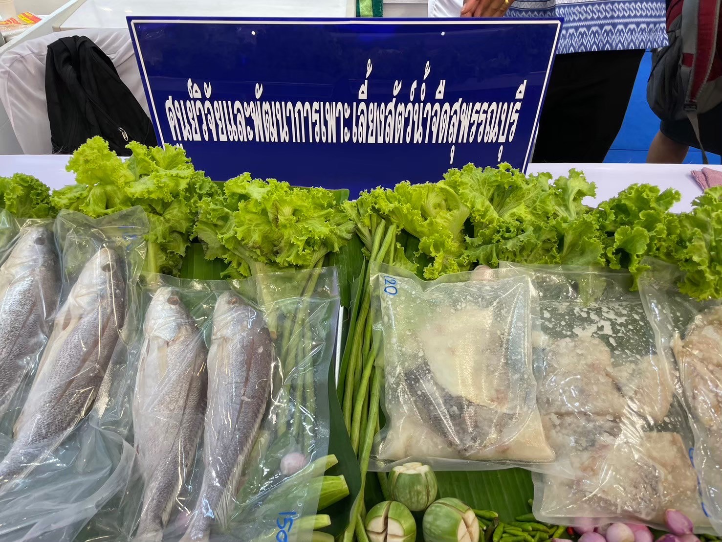 กรมประมงดัน ปลาม้า ราชาปลาแห่ง จ.สุพรรณบุรีสินค้าเกษตรอัตลักษณ์พื้นถิ่น สู่สัตว์น้ำเศรษฐกิจทางเลือกใหม่เร่งเสริมศักยภาพการแข่งขันให้เกษตรกร เล็งขยายผลเพิ่มการเพาะเลี้ยงเชิงพาณิชย์ 11 472511