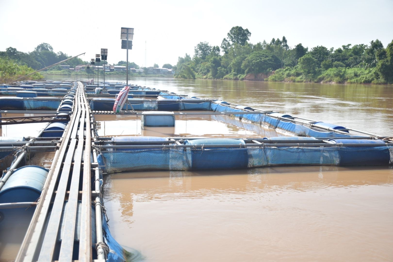 กรมประมงดัน ปลาม้า ราชาปลาแห่ง จ.สุพรรณบุรีสินค้าเกษตรอัตลักษณ์พื้นถิ่น สู่สัตว์น้ำเศรษฐกิจทางเลือกใหม่เร่งเสริมศักยภาพการแข่งขันให้เกษตรกร เล็งขยายผลเพิ่มการเพาะเลี้ยงเชิงพาณิชย์ 12 472512