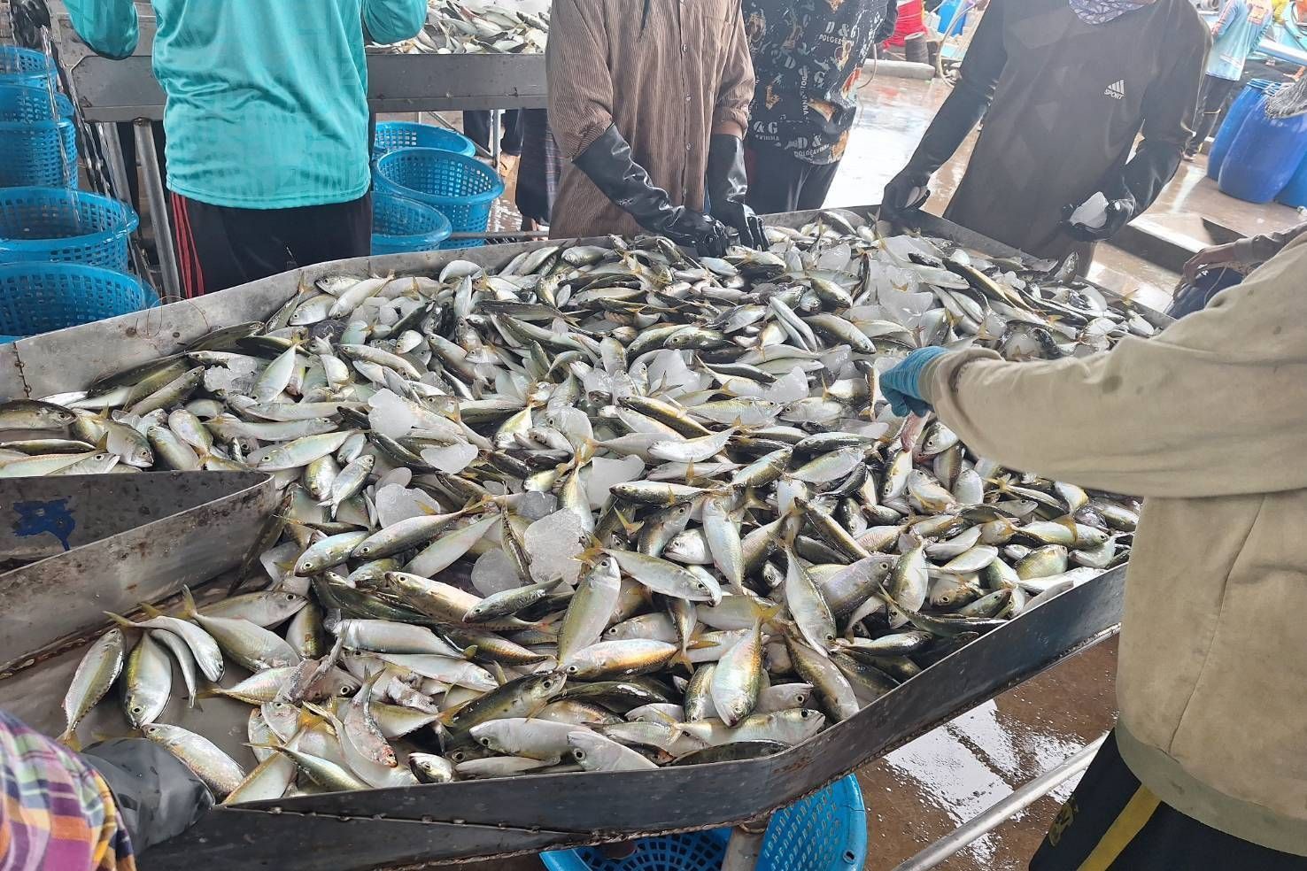 ชาวประมง เฮ หลังสิ้นสุดมาตรการปิดอ่าวไทยเรือประมงสามารถจับปลาลัง - ปลาทู คืนแรกได้สูงสุดถึง 10,000 กิโลกรัมมูลค่ากว่า 5 แสนบาท 8 475618