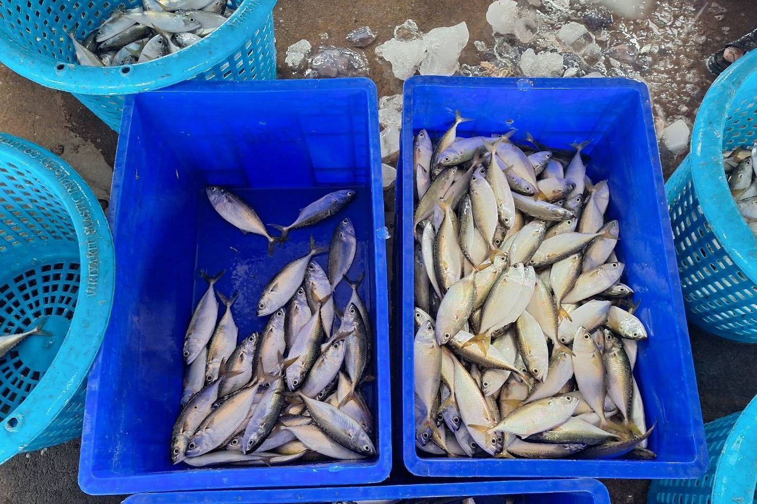 ชาวประมง เฮ หลังสิ้นสุดมาตรการปิดอ่าวไทยเรือประมงสามารถจับปลาลัง - ปลาทู คืนแรกได้สูงสุดถึง 10,000 กิโลกรัมมูลค่ากว่า 5 แสนบาท 9 475619