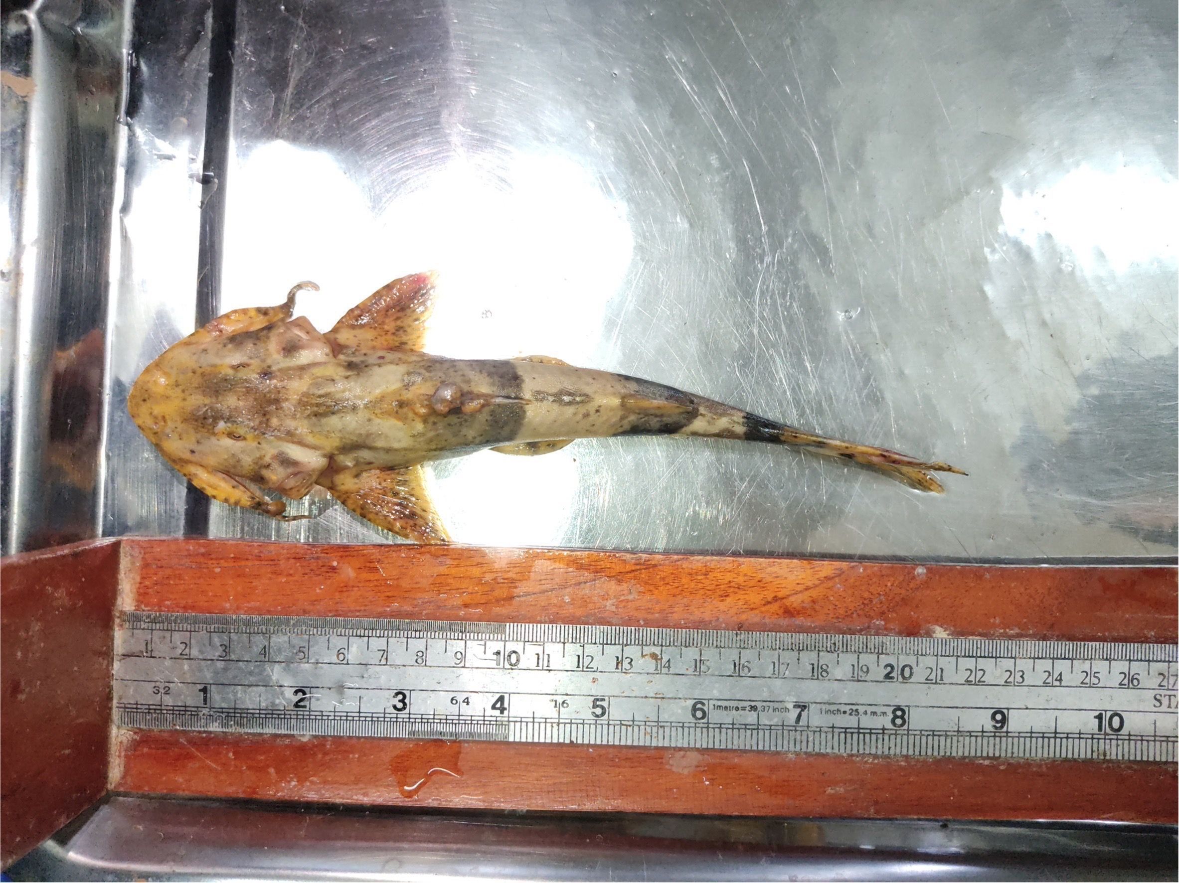 กรมประมง..ลุยตรวจเข้ม ขยายจุดเฝ้าระวังสารปนเปื้อนสัตว์น้ำ แม่น้ำสาย-แม่น้ำกก 22 จุดคลี่ปม..แจงผลตรวจ 477536