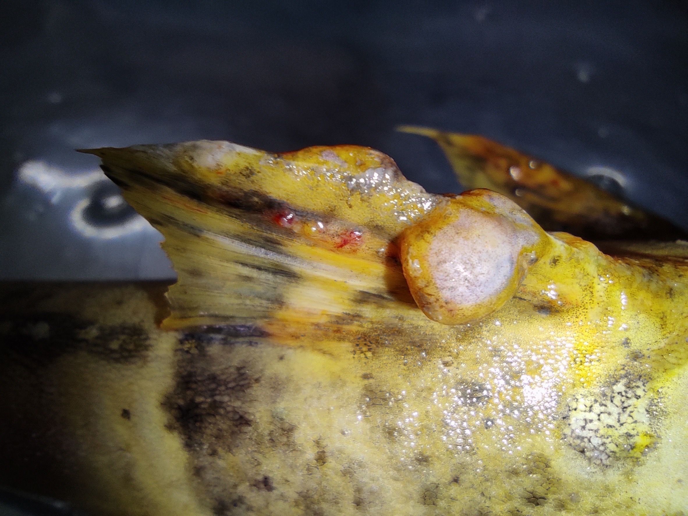 กรมประมง..ลุยตรวจเข้ม ขยายจุดเฝ้าระวังสารปนเปื้อนสัตว์น้ำ แม่น้ำสาย-แม่น้ำกก 22 จุดคลี่ปม..แจงผลตรวจ 477537