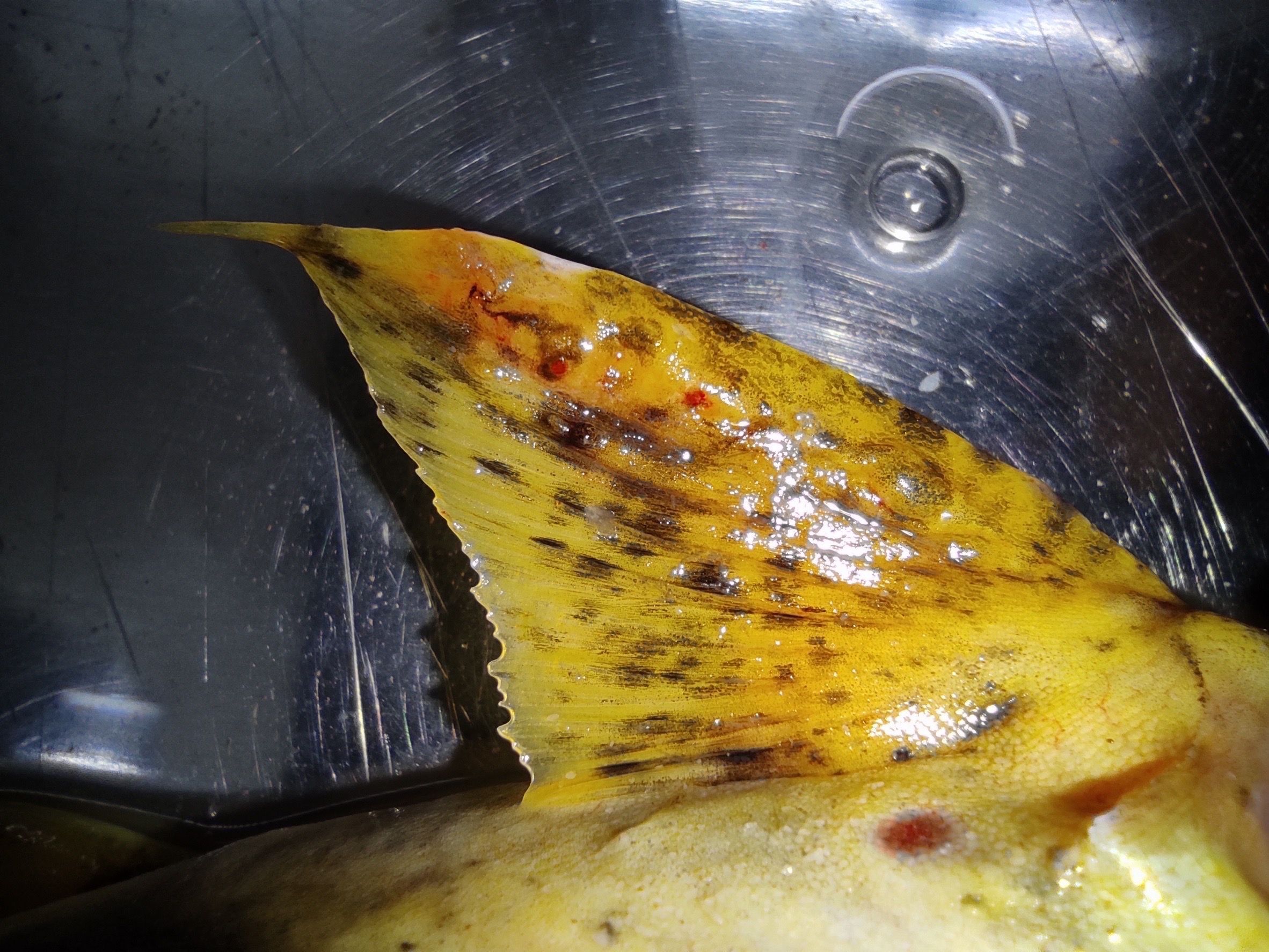 กรมประมง..ลุยตรวจเข้ม ขยายจุดเฝ้าระวังสารปนเปื้อนสัตว์น้ำ แม่น้ำสาย-แม่น้ำกก 22 จุดคลี่ปม..แจงผลตรวจ 477538