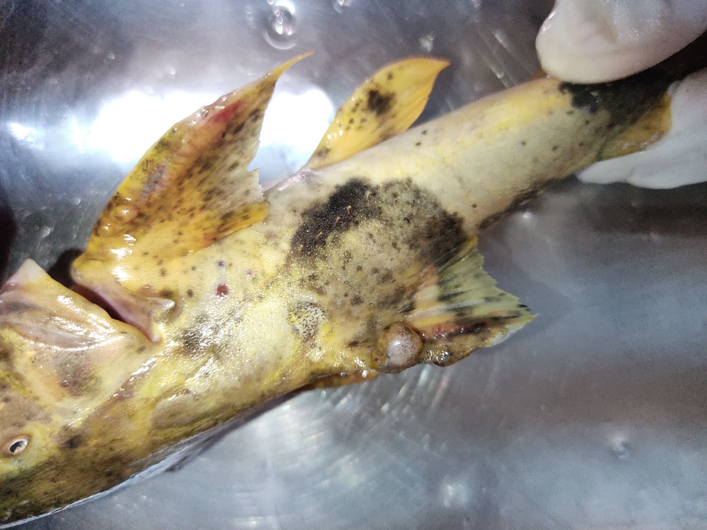 กรมประมง..ลุยตรวจเข้ม ขยายจุดเฝ้าระวังสารปนเปื้อนสัตว์น้ำ แม่น้ำสาย-แม่น้ำกก 22 จุดคลี่ปม..แจงผลตรวจ 477539