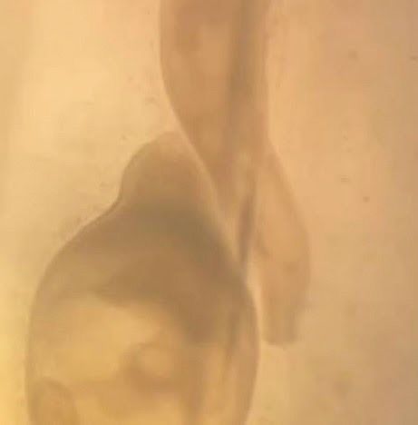 กรมประมง..ลุยตรวจเข้ม ขยายจุดเฝ้าระวังสารปนเปื้อนสัตว์น้ำ แม่น้ำสาย-แม่น้ำกก 22 จุดคลี่ปม..แจงผลตรวจ 477540