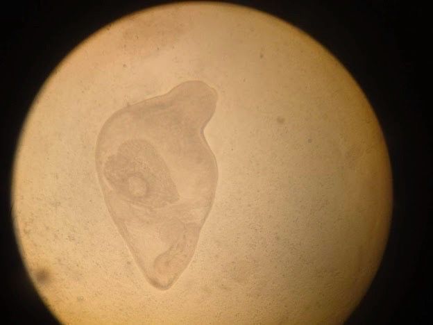 กรมประมง..ลุยตรวจเข้ม ขยายจุดเฝ้าระวังสารปนเปื้อนสัตว์น้ำ แม่น้ำสาย-แม่น้ำกก 22 จุดคลี่ปม..แจงผลตรวจ 477541