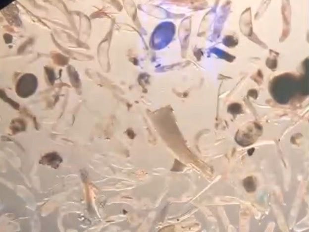 กรมประมง..ลุยตรวจเข้ม ขยายจุดเฝ้าระวังสารปนเปื้อนสัตว์น้ำ แม่น้ำสาย-แม่น้ำกก 22 จุดคลี่ปม..แจงผลตรวจ 477542