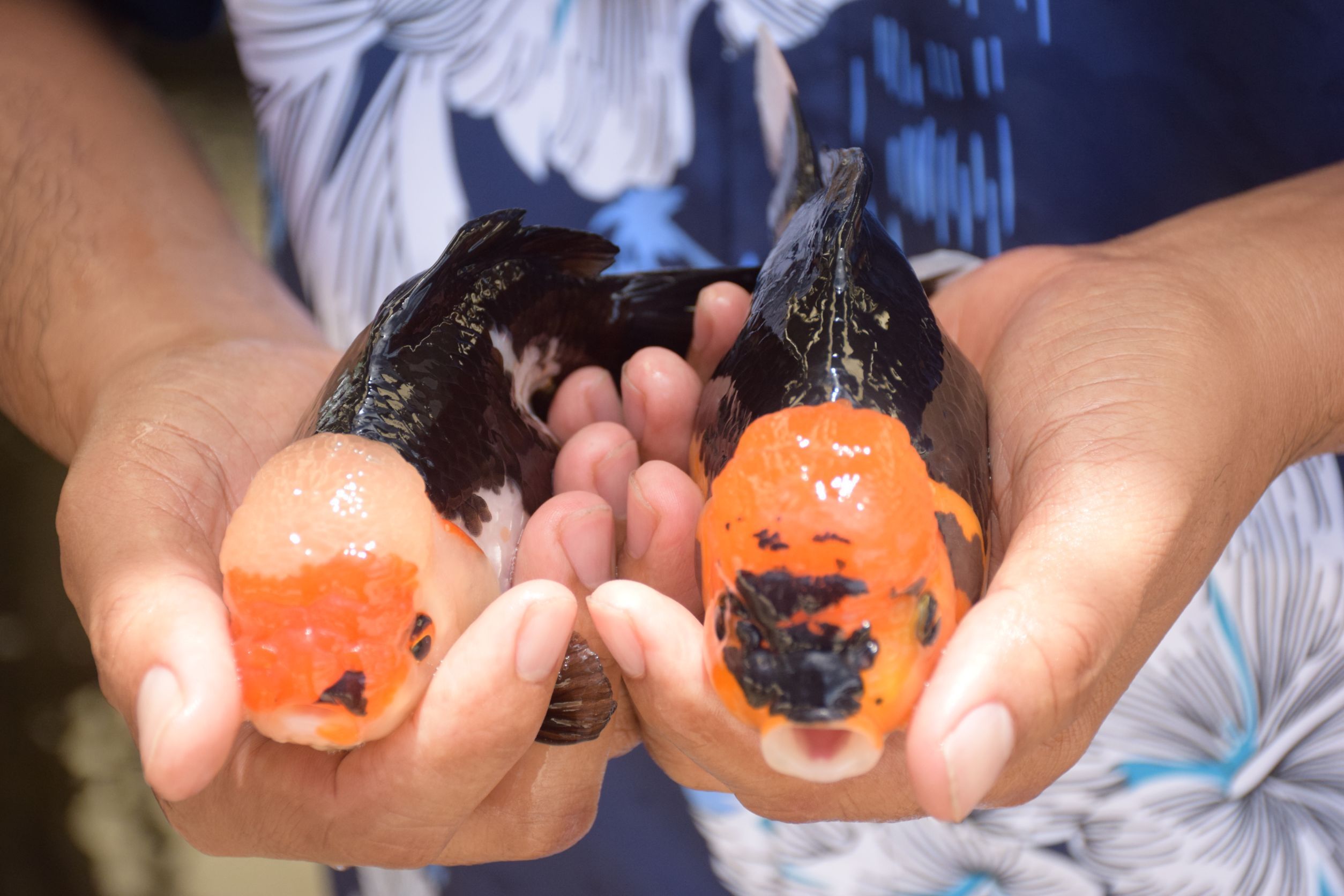 กรมประมงชู ‘ศักดิ์ชัย ตันอริยะมีศิริกุล’ ต้นแบบเกษตรกรดีเด่นนำนวัตกรรมยกระดับการเพาะเลี้ยงปลาสวยงามไทย สู่ตลาดโลก 6 478374