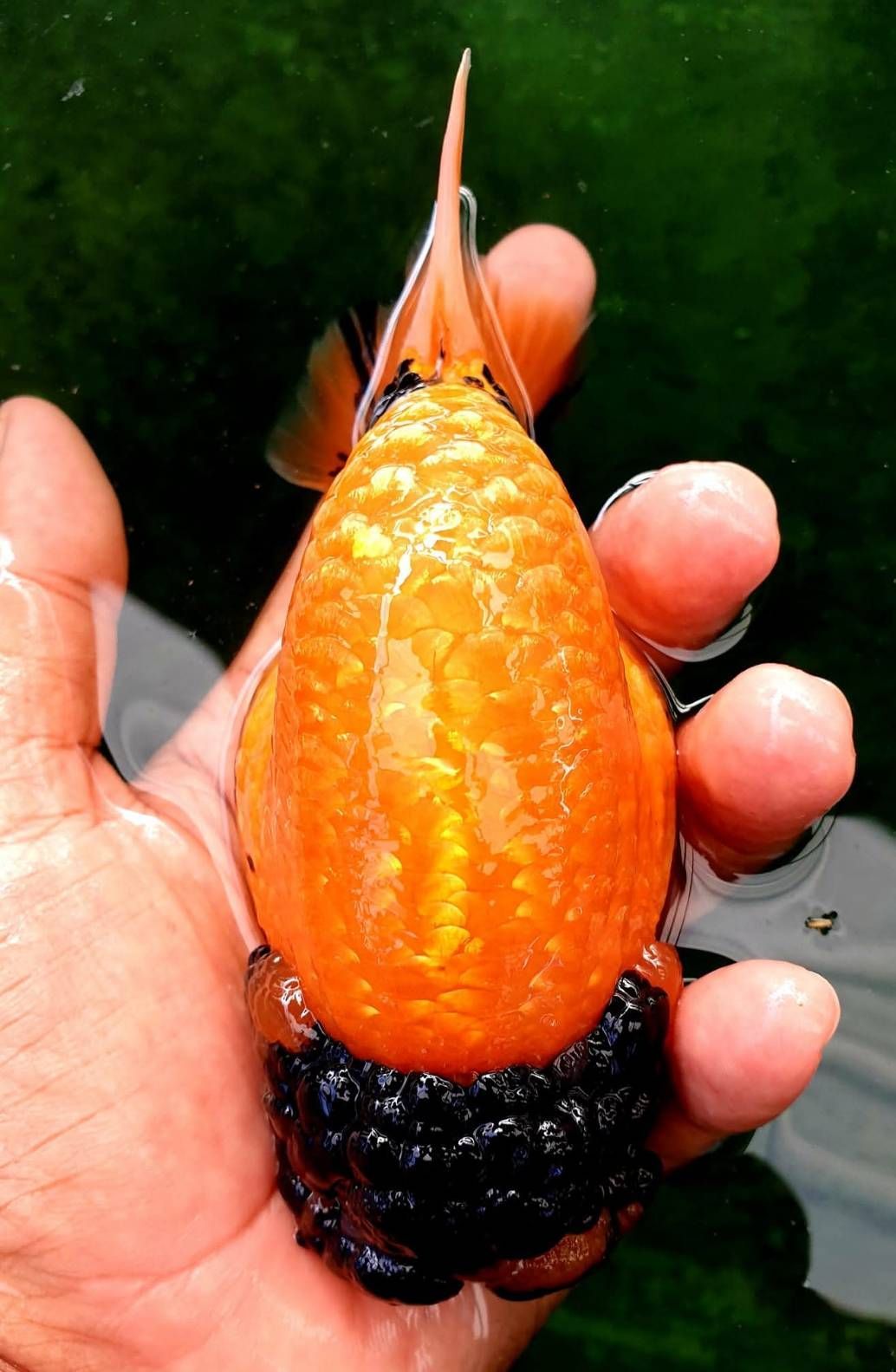 กรมประมงชู ‘ศักดิ์ชัย ตันอริยะมีศิริกุล’ ต้นแบบเกษตรกรดีเด่นนำนวัตกรรมยกระดับการเพาะเลี้ยงปลาสวยงามไทย สู่ตลาดโลก 7 478375