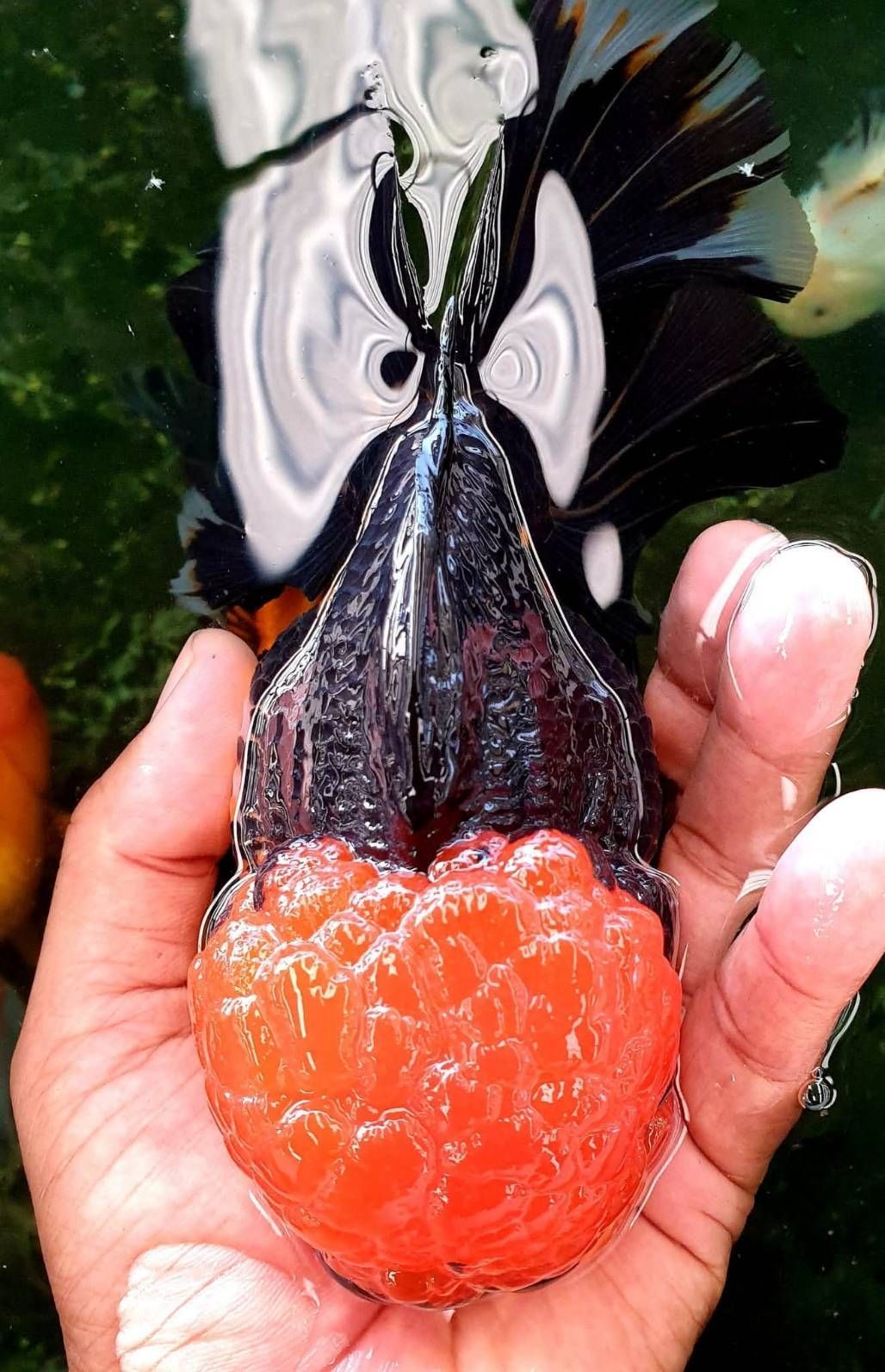 กรมประมงชู ‘ศักดิ์ชัย ตันอริยะมีศิริกุล’ ต้นแบบเกษตรกรดีเด่นนำนวัตกรรมยกระดับการเพาะเลี้ยงปลาสวยงามไทย สู่ตลาดโลก 9 478377