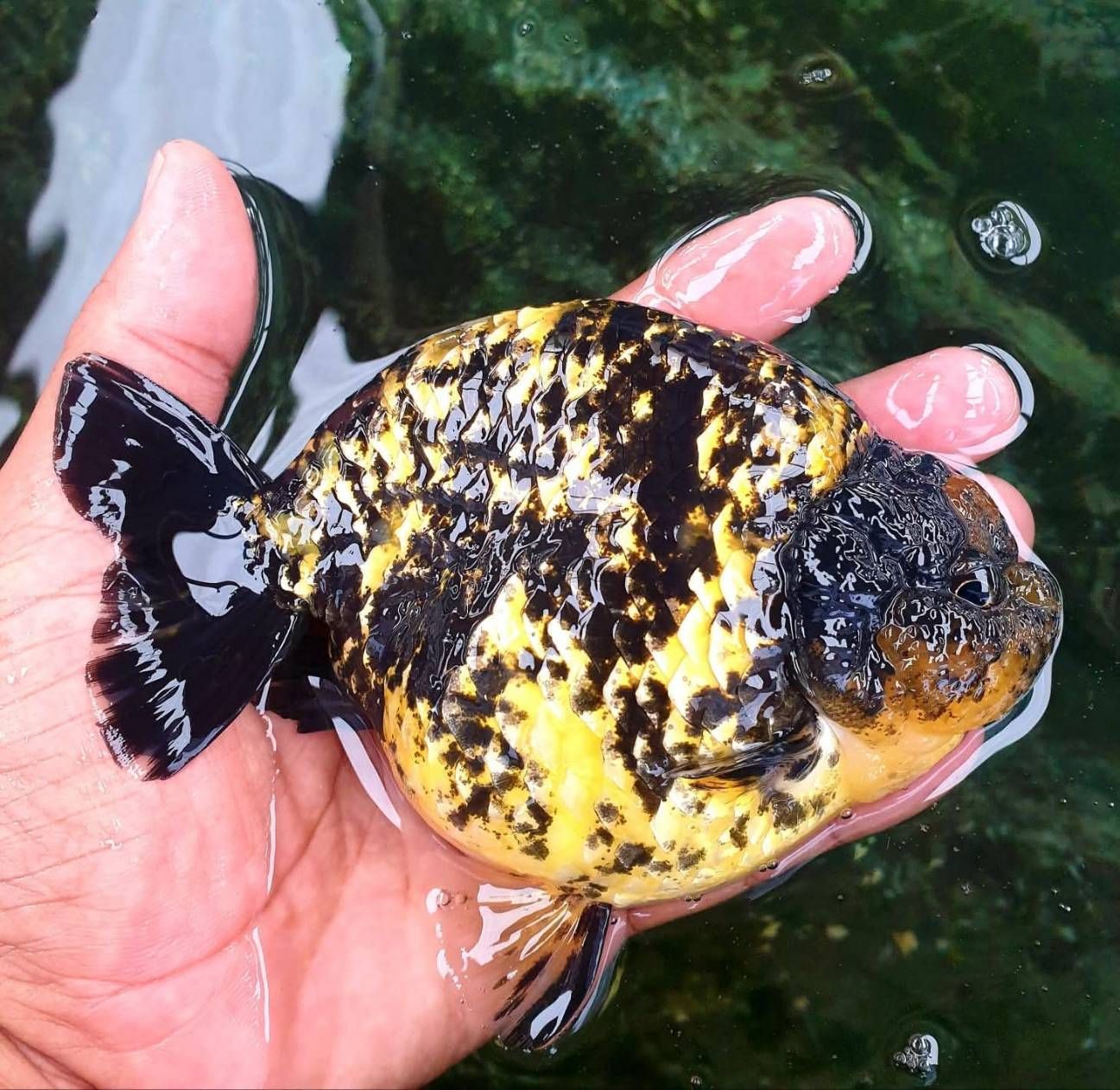 กรมประมงชู ‘ศักดิ์ชัย ตันอริยะมีศิริกุล’ ต้นแบบเกษตรกรดีเด่นนำนวัตกรรมยกระดับการเพาะเลี้ยงปลาสวยงามไทย สู่ตลาดโลก 8 478518