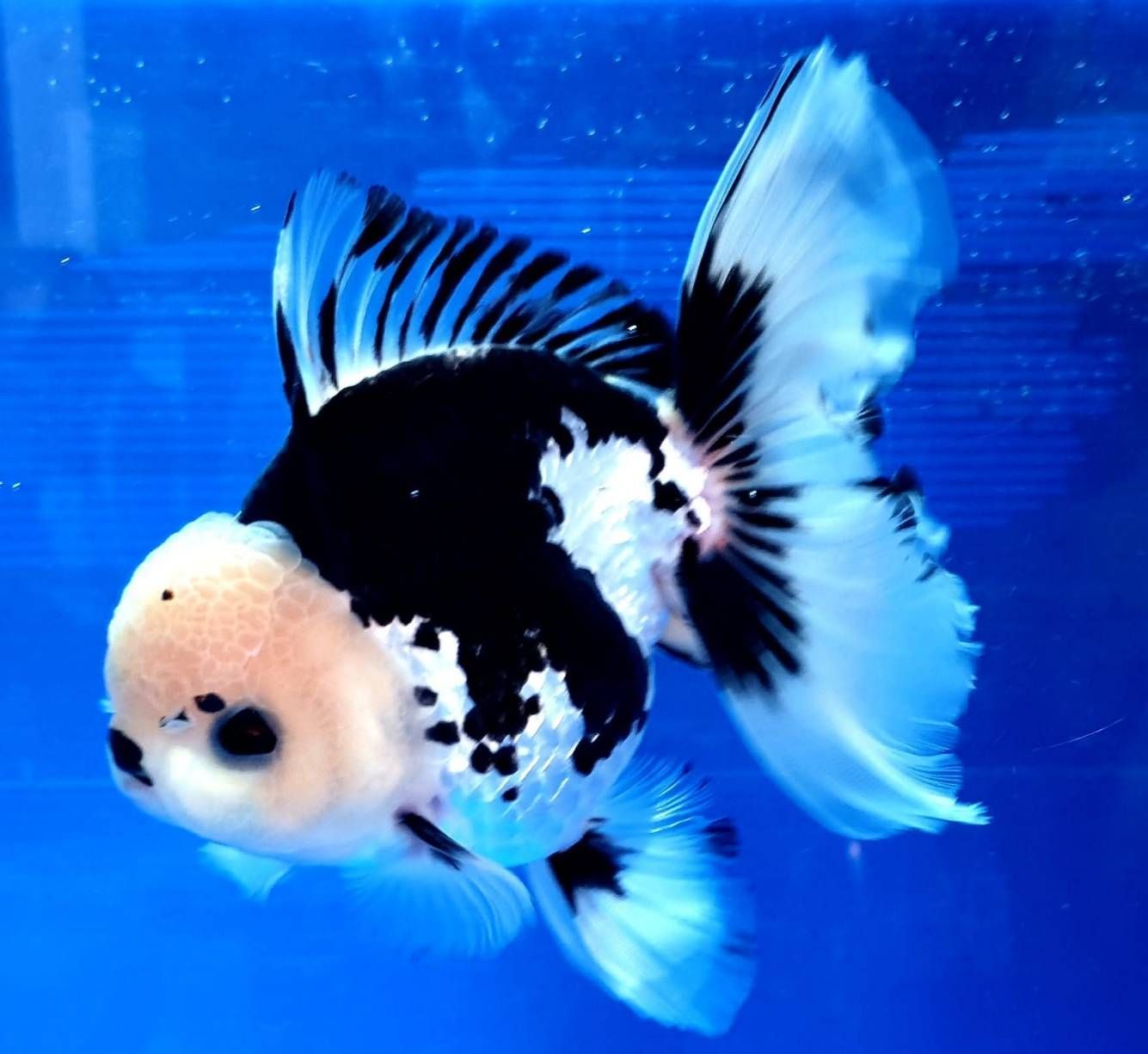 กรมประมงชู ‘ศักดิ์ชัย ตันอริยะมีศิริกุล’ ต้นแบบเกษตรกรดีเด่นนำนวัตกรรมยกระดับการเพาะเลี้ยงปลาสวยงามไทย สู่ตลาดโลก 10 478521