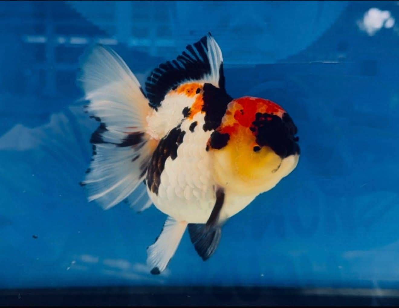 กรมประมงชู ‘ศักดิ์ชัย ตันอริยะมีศิริกุล’ ต้นแบบเกษตรกรดีเด่นนำนวัตกรรมยกระดับการเพาะเลี้ยงปลาสวยงามไทย สู่ตลาดโลก 11 478523