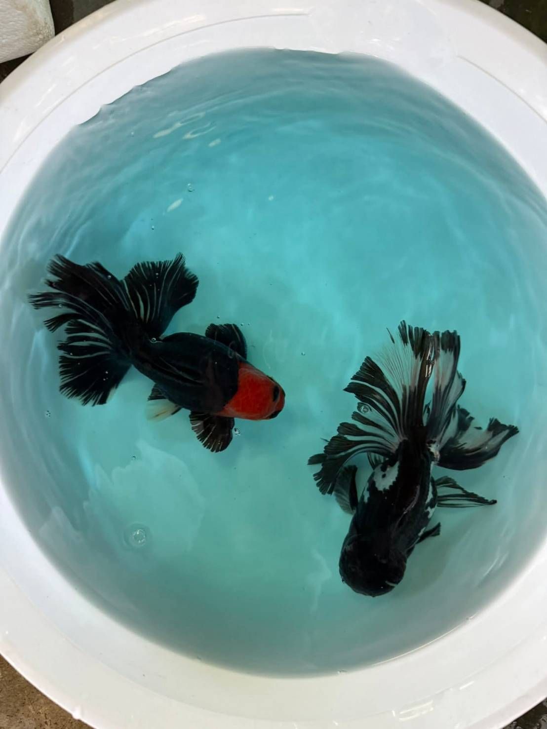 กรมประมงชู ‘ศักดิ์ชัย ตันอริยะมีศิริกุล’ ต้นแบบเกษตรกรดีเด่นนำนวัตกรรมยกระดับการเพาะเลี้ยงปลาสวยงามไทย สู่ตลาดโลก 12 478524