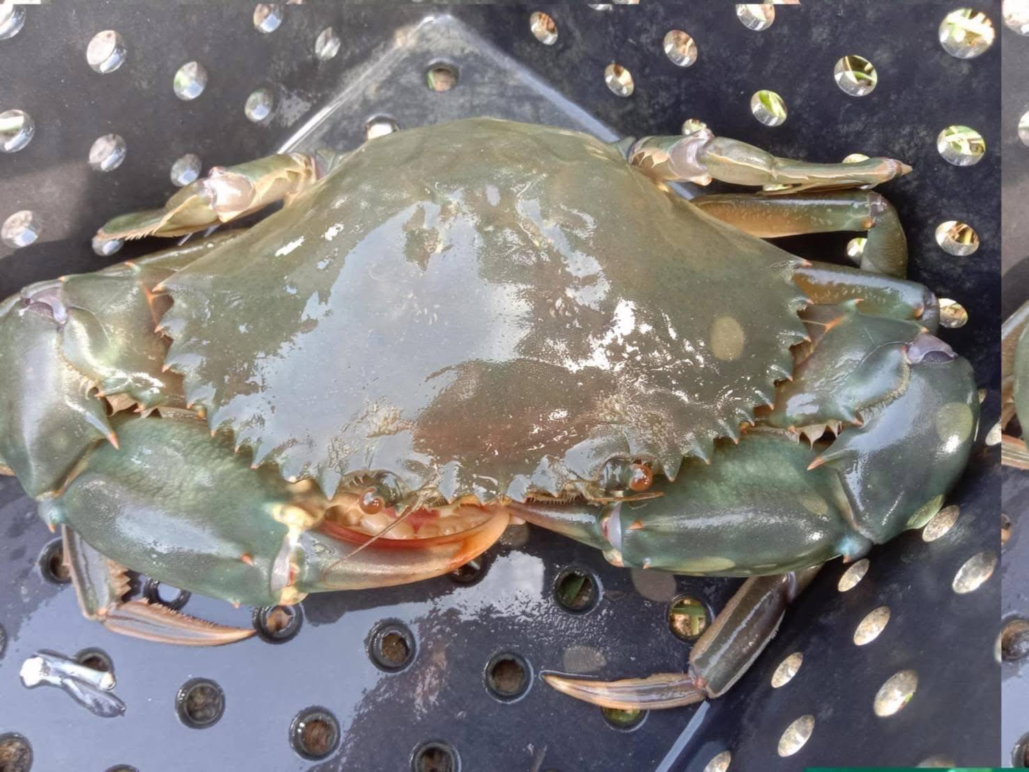 กรมประมงหนุนเกษตรกรเปลี่ยน “บ่อกุ้งร้าง” เพื่อสร้างรายได้ด้วยการเลี้ยง “ปูทะเล”ชูทางเลือกใหม่ในการประกอบอาชีพที่มั่นคงและยั่งยืน 7 479310