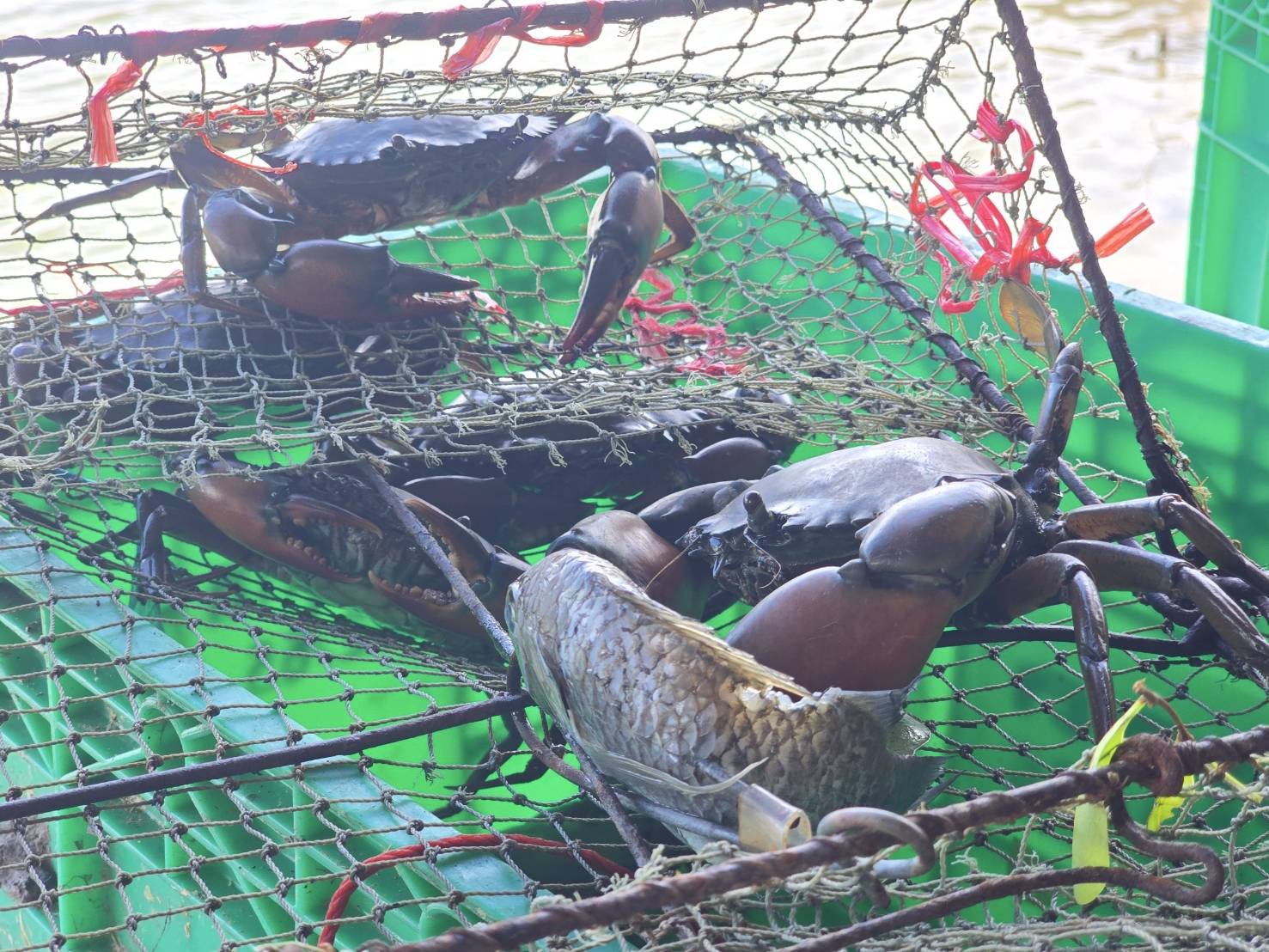 กรมประมงหนุนเกษตรกรเปลี่ยน “บ่อกุ้งร้าง” เพื่อสร้างรายได้ด้วยการเลี้ยง “ปูทะเล”ชูทางเลือกใหม่ในการประกอบอาชีพที่มั่นคงและยั่งยืน 11 479314