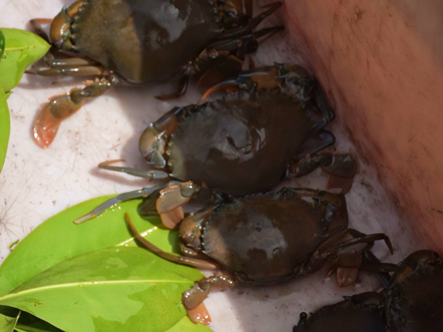 กรมประมงหนุนเกษตรกรเปลี่ยน “บ่อกุ้งร้าง” เพื่อสร้างรายได้ด้วยการเลี้ยง “ปูทะเล”ชูทางเลือกใหม่ในการประกอบอาชีพที่มั่นคงและยั่งยืน 13 479326