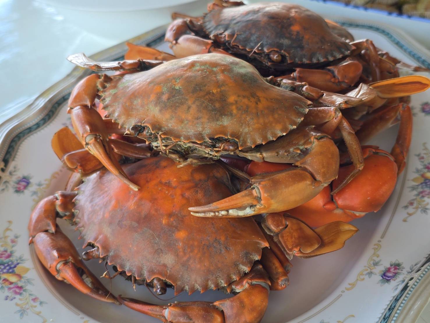 กรมประมงหนุนเกษตรกรเปลี่ยน “บ่อกุ้งร้าง” เพื่อสร้างรายได้ด้วยการเลี้ยง “ปูทะเล”ชูทางเลือกใหม่ในการประกอบอาชีพที่มั่นคงและยั่งยืน 14 479327