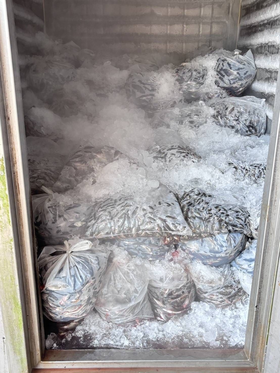 ซื้อจริง จับจริง นำไปใช้ประโยชน์จริงโฆษกกรมประมงเผยยอดรับซื้อปลาหมอคางดำ 1 เดือน 2,298,422 กิโลกรัมเน้นย้ำความเชื่อมั่น กรมประมงดำเนินการแก้ไขปัญหาการแพร่ระบาดอย่างต่อเนื่องทุกมิติ 6 479958