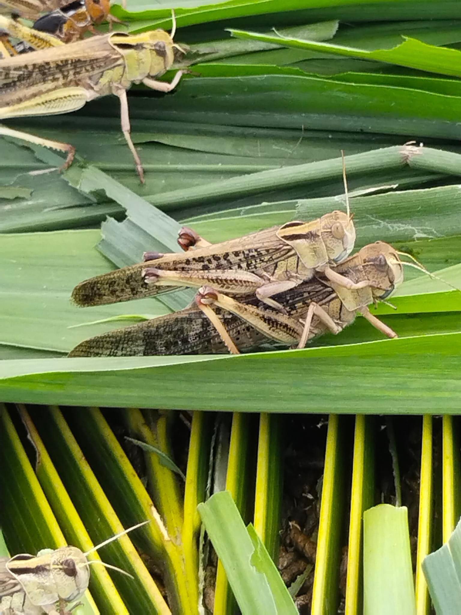 482017145 1113794547426003 8018822311947229850 n