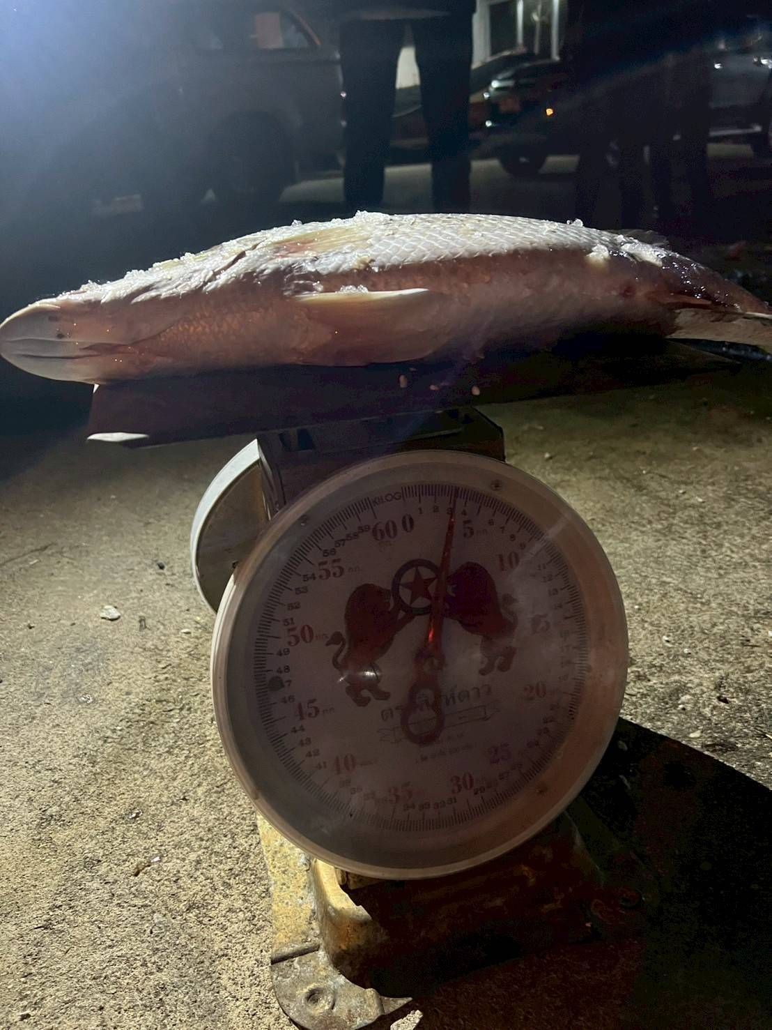 กรมประมงสกัดจับผู้ลักลอบนำเข้าปลากะพงขาวจำนวน 7,536 กิโลกรัม มูลค่ากว่า 6 แสนบาท ได้ที่ด่านสุไหงโกลก 4 487442