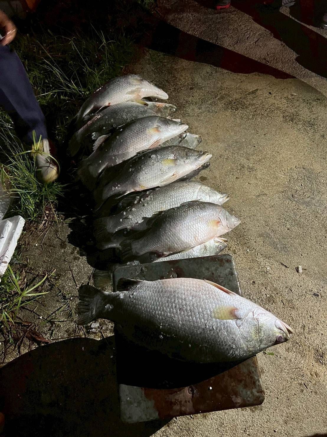 กรมประมงสกัดจับผู้ลักลอบนำเข้าปลากะพงขาวจำนวน 7,536 กิโลกรัม มูลค่ากว่า 6 แสนบาท ได้ที่ด่านสุไหงโกลก 11 487485