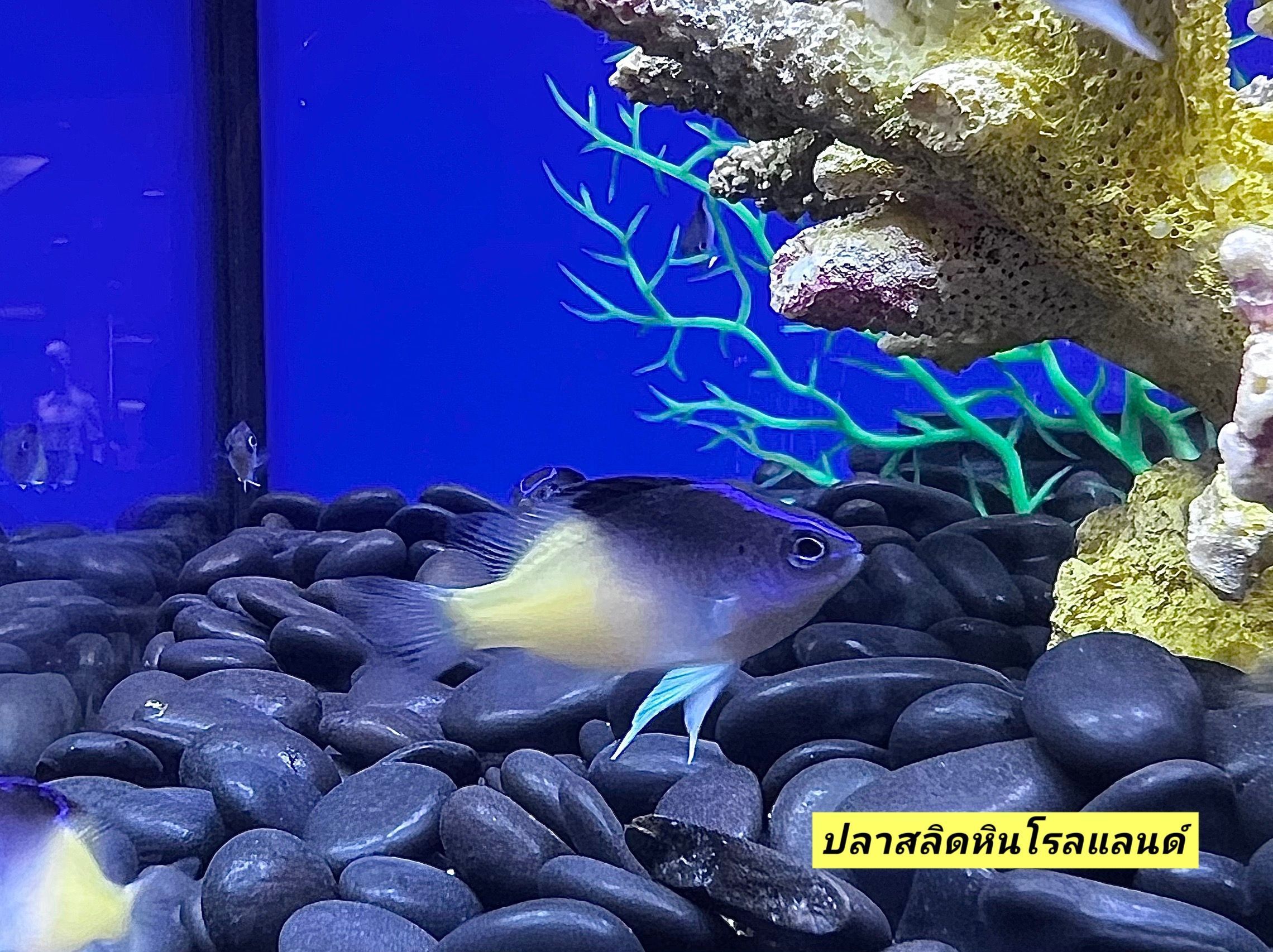 กรมประมงเพาะพันธุ์ “ปลาสลิดหินโรลแลนด์” และ “ปลาสลิดหินคูปัง” สำเร็จพร้อมอวดโฉมครั้งแรก ในงาน“วันประมงน้อมเกล้าฯ ครั้งที่ 35” นี้ 4 488538