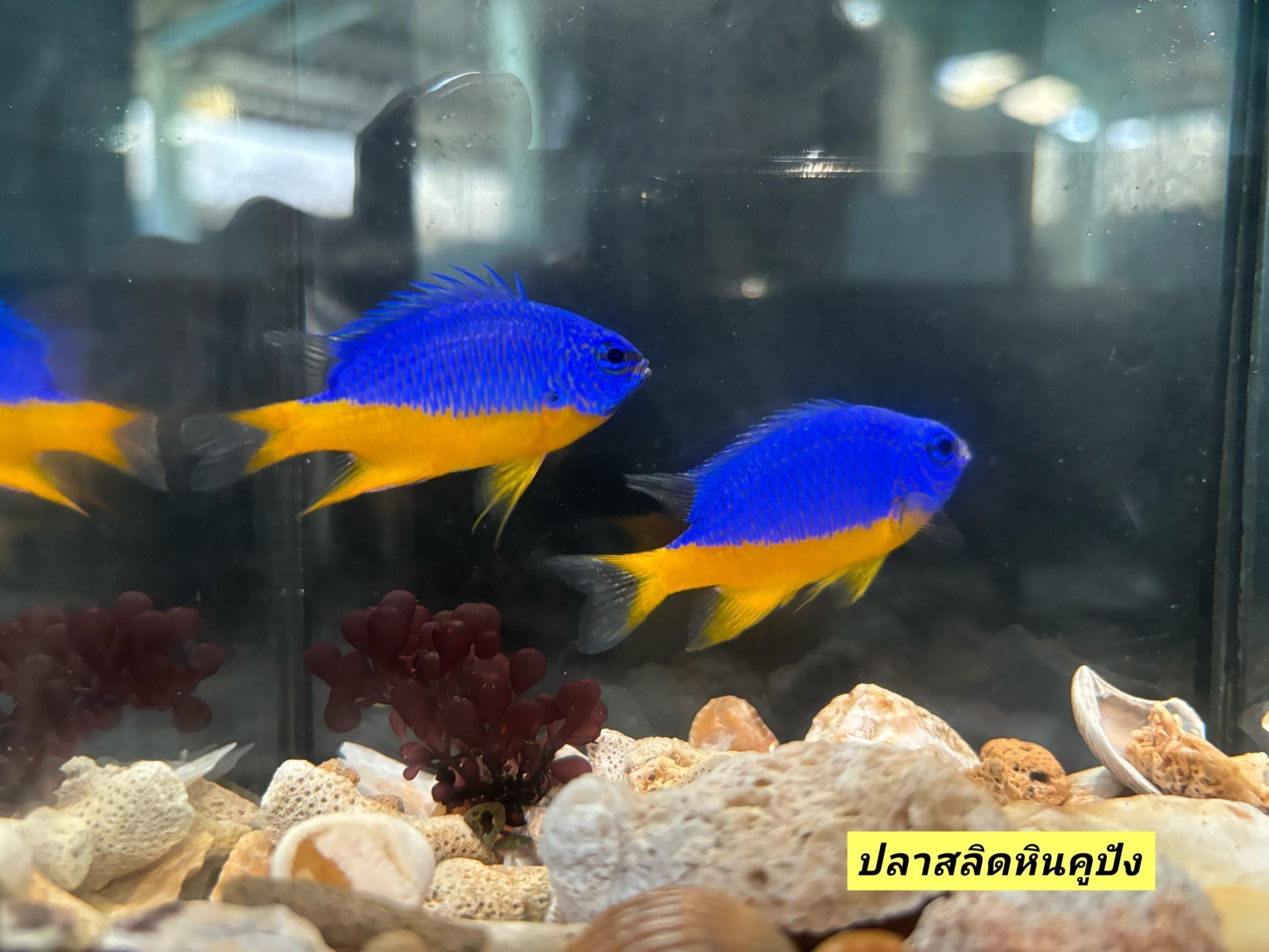 กรมประมงเพาะพันธุ์ “ปลาสลิดหินโรลแลนด์” และ “ปลาสลิดหินคูปัง” สำเร็จพร้อมอวดโฉมครั้งแรก ในงาน“วันประมงน้อมเกล้าฯ ครั้งที่ 35” นี้ 5 488539