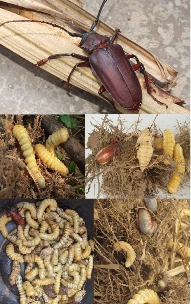 อากาศร้อน ฝนตก ระวัง 502903499 1047527324193148 1893663112427502556 n 1