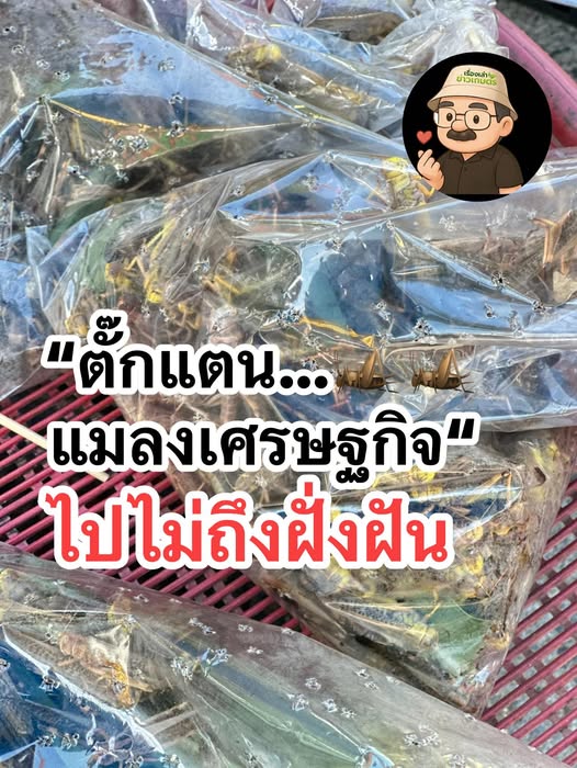 503598362 1500449501275427 6060406853523733457 n 1