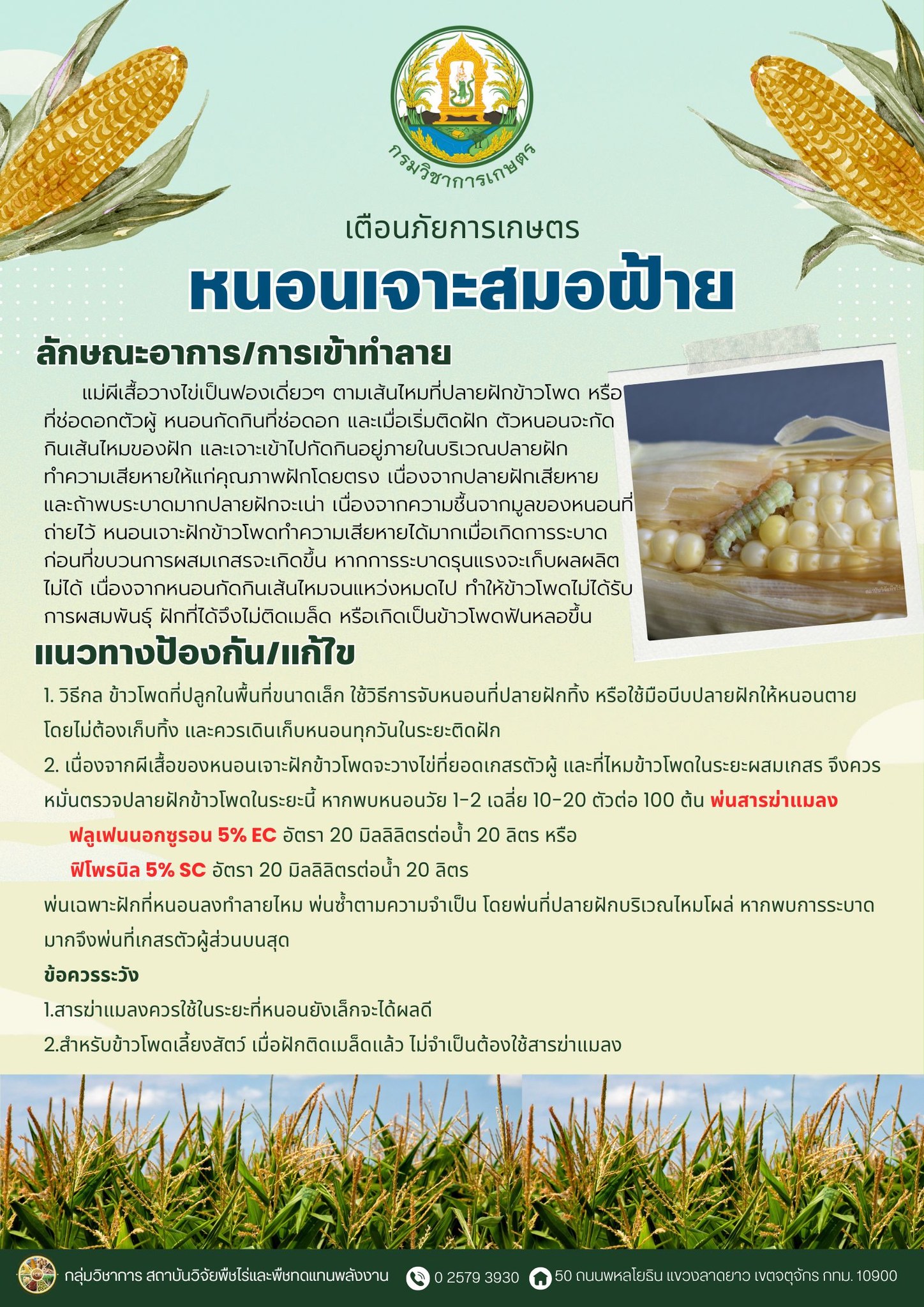 เตือนภัย เกษตรกรผู้ปลูกข้าวโพดหวานและข้าวโพดเลี้ยงสัตว์ในระยะออกดอก – ติดฝัก ให้ระวังการเข้าทำลายของแมลงศัตรูพืช 6 504375265 1109428521233903 4609355969448486833 n